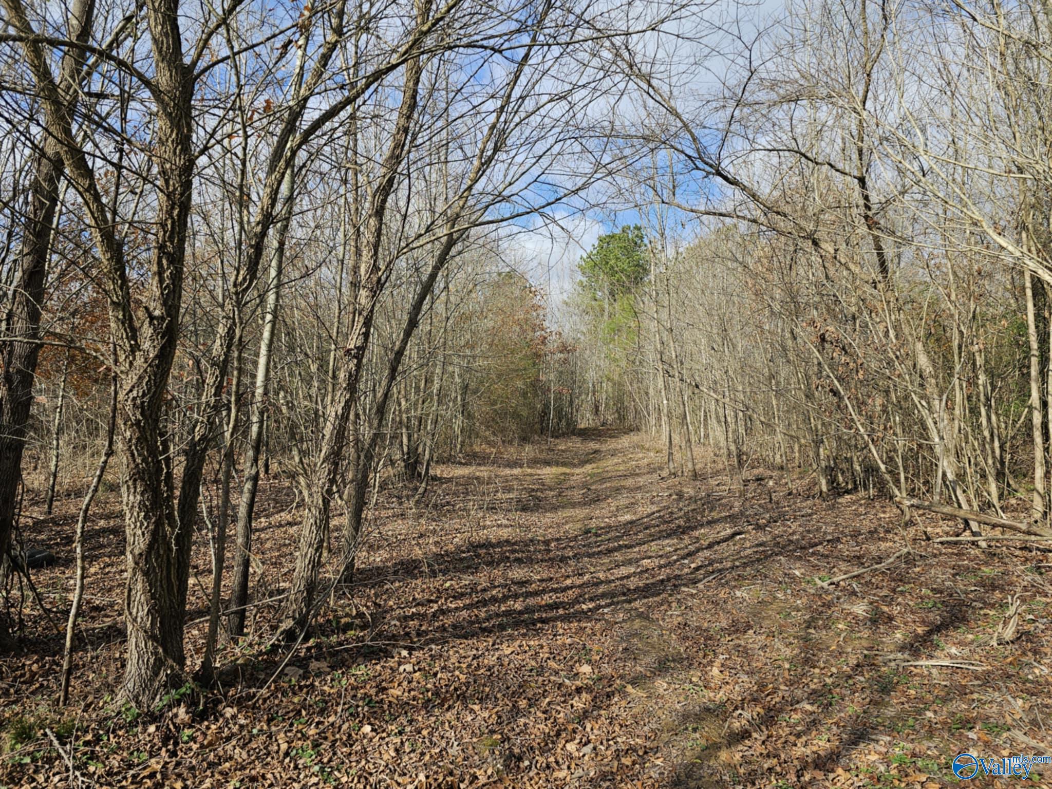 21 Acres County Road 236, Town Creek, Alabama image 5