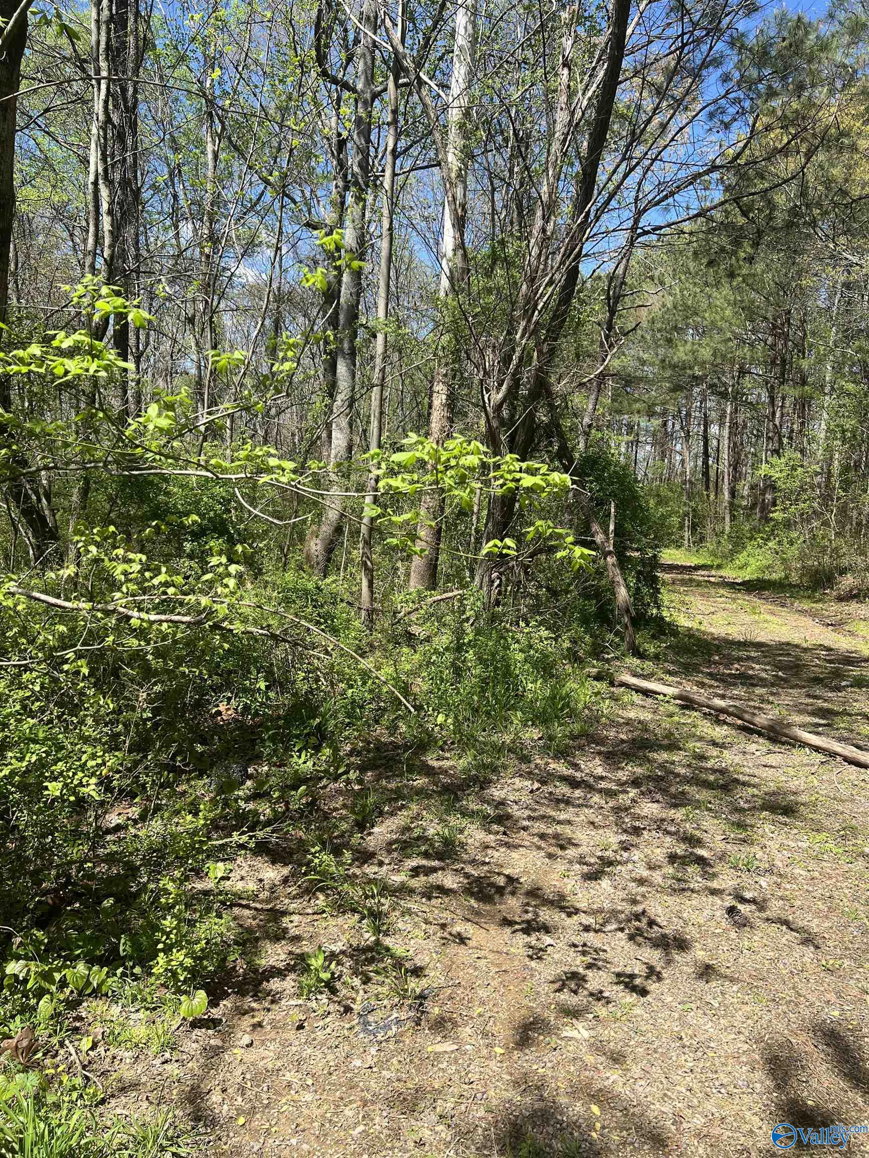 Plantation Dr Plantation Drive, Albertville, Alabama image 4