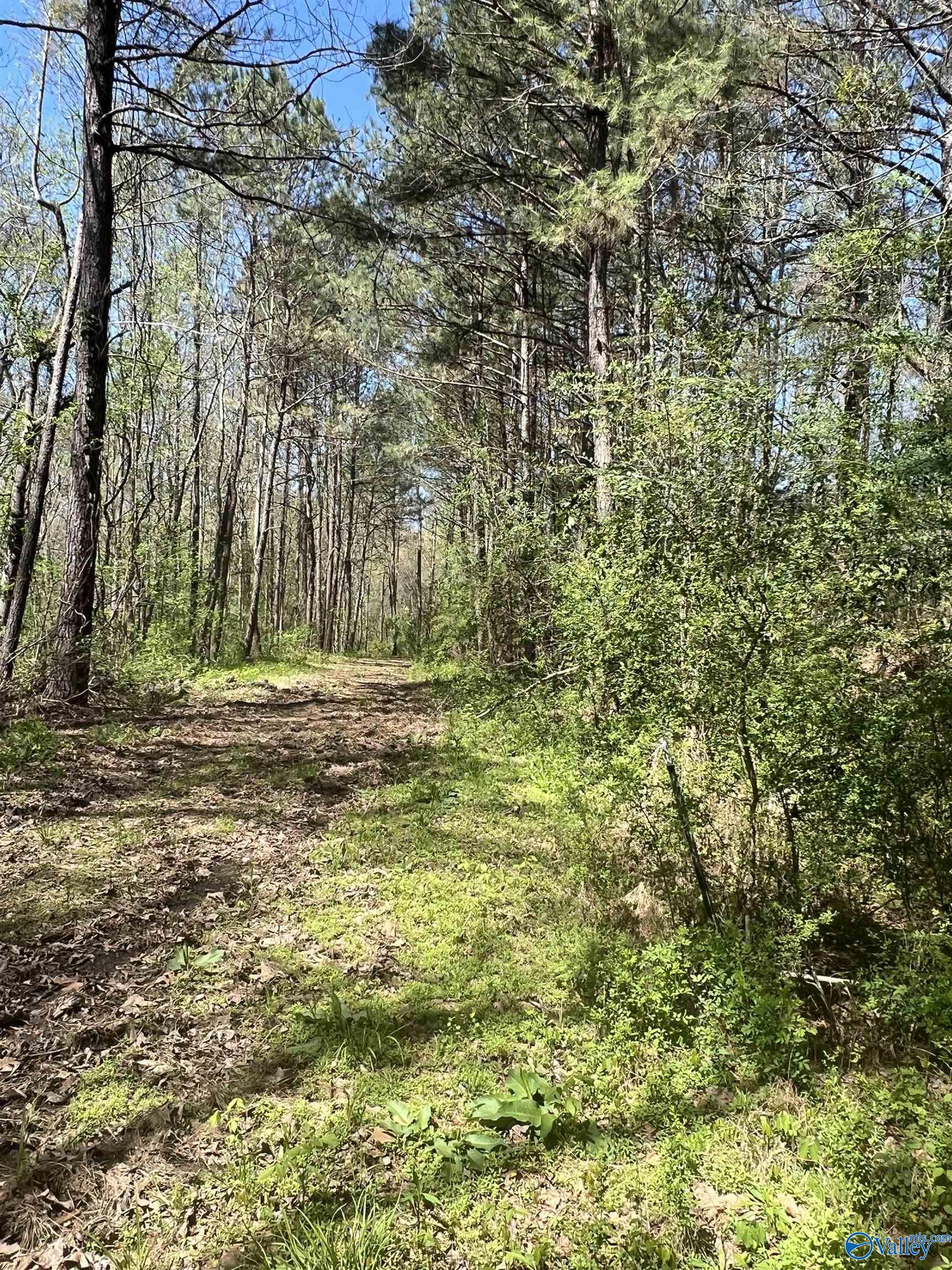 Plantation Dr Plantation Drive, Albertville, Alabama image 8