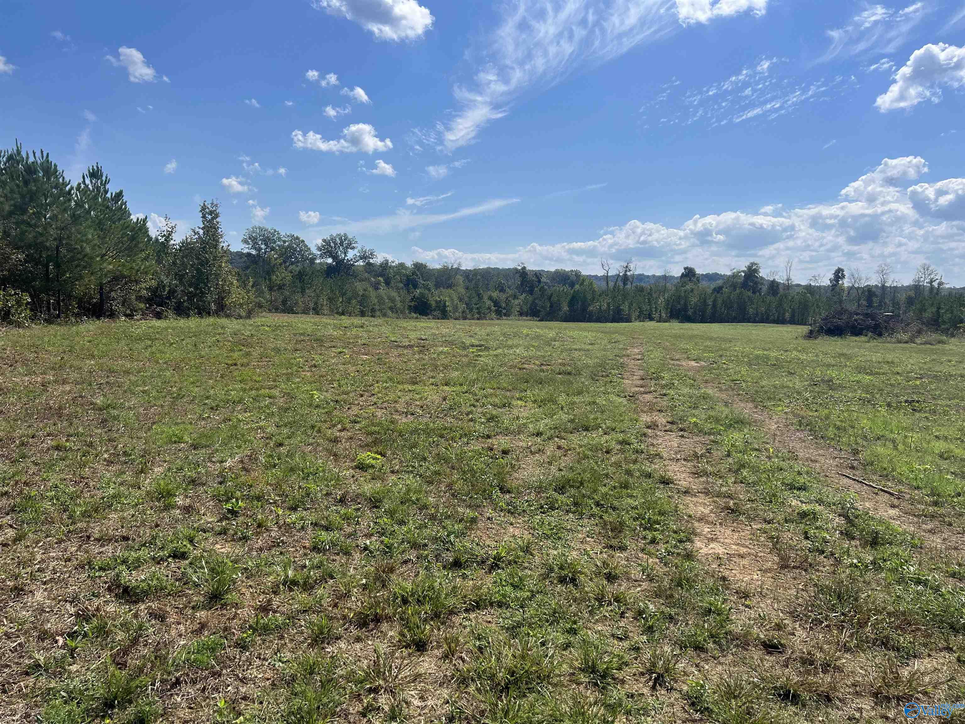 140 +/- Acres Highway 157, Leighton, Alabama image 3