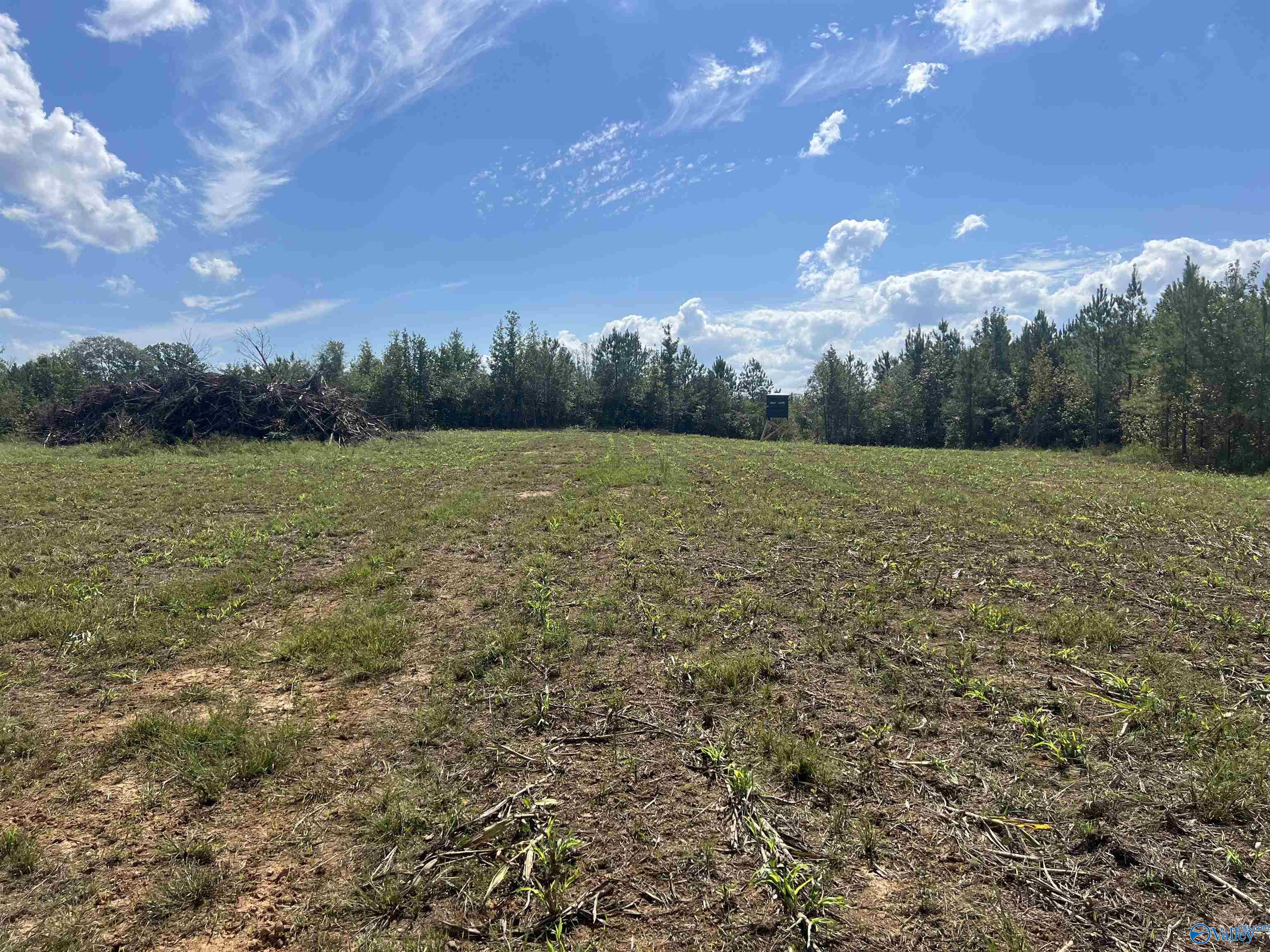 140 +/- Acres Highway 157, Leighton, Alabama image 7