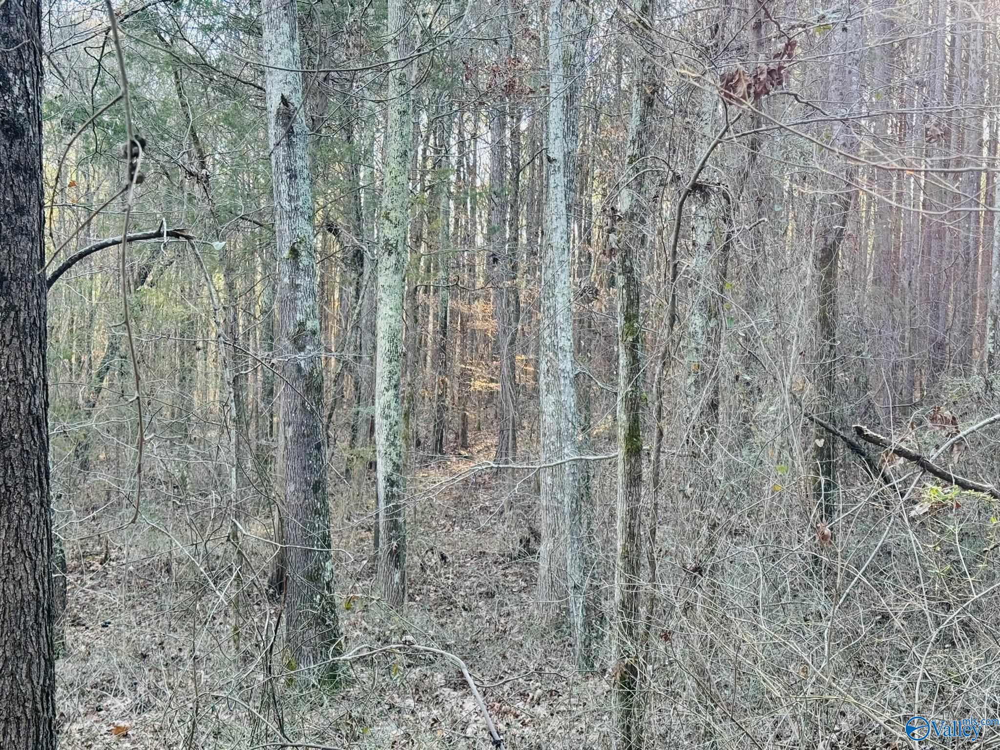 4.22 Acres South Sauty Road, Langston, Alabama image 5