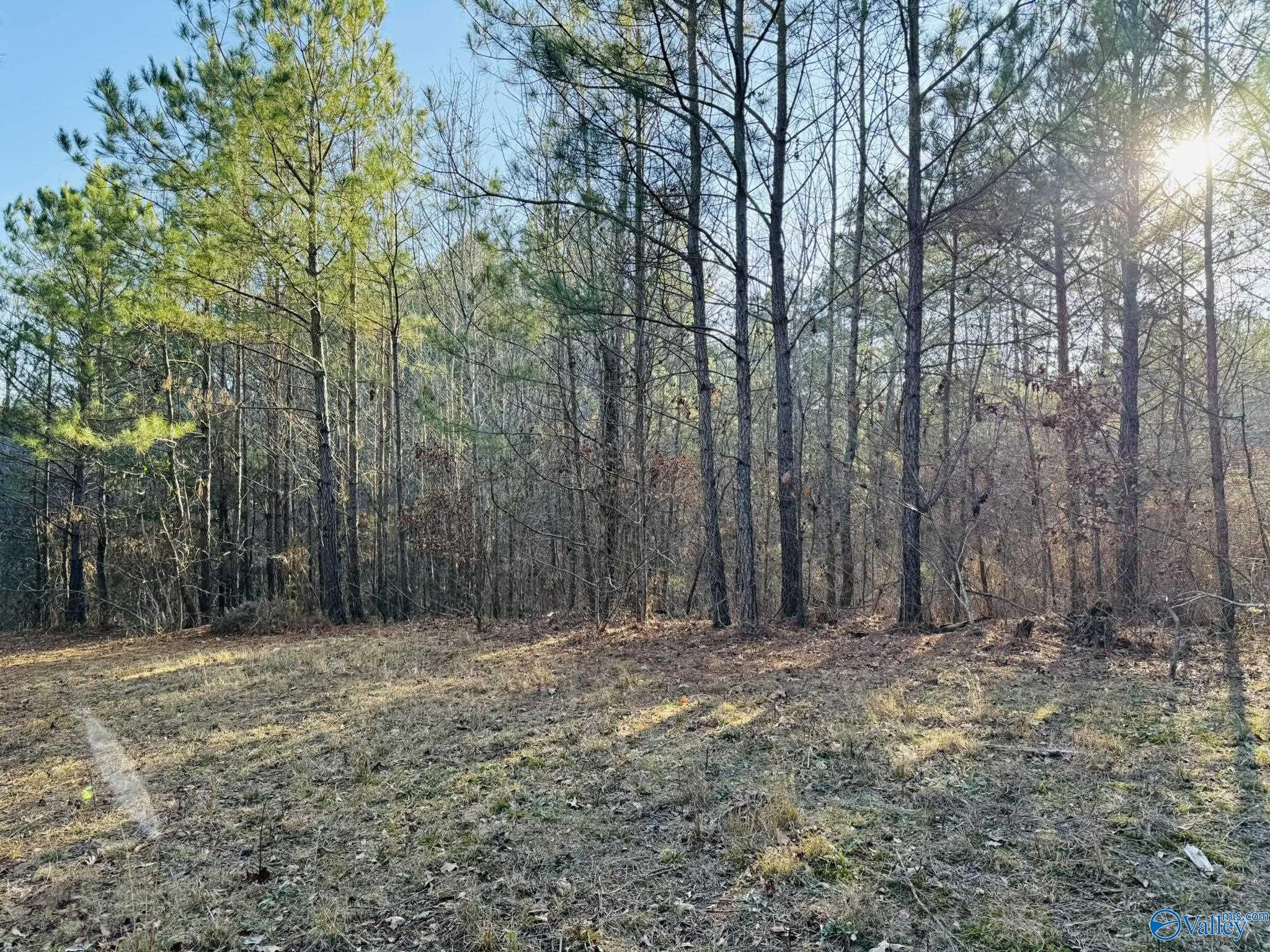 4.22 Acres South Sauty Road, Langston, Alabama image 9