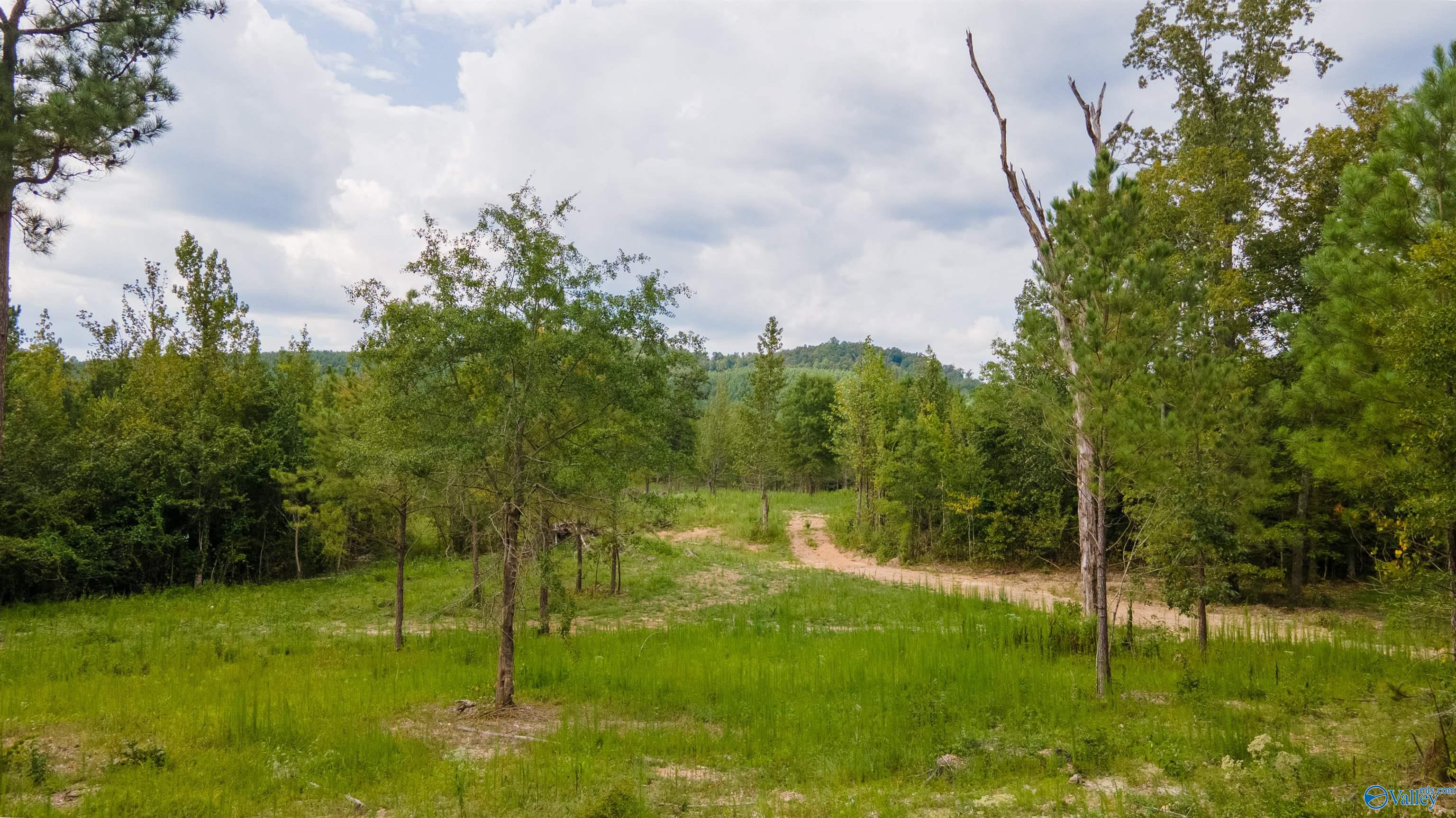 10675 29 Acres Shoal Creek Road, Ashville, Alabama image 3