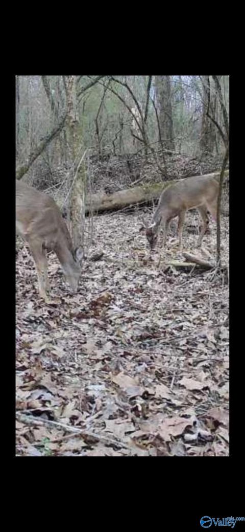 Vacant Land For Sale - 21.6 Holly Avenue<br/> Etowah County, Attalla, AL 35954