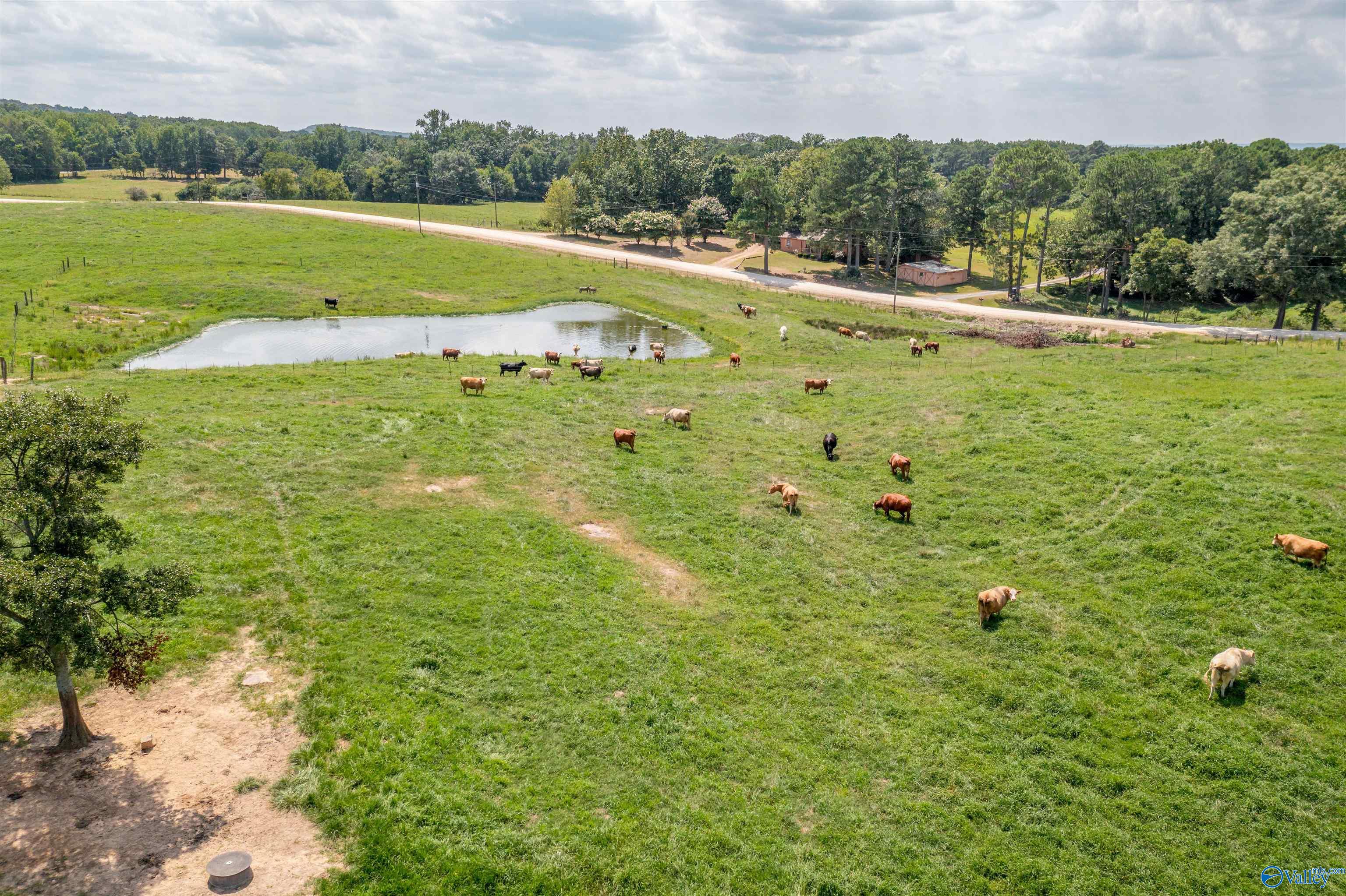64 Acres +/- Bluff Road, Boaz, Alabama image 5