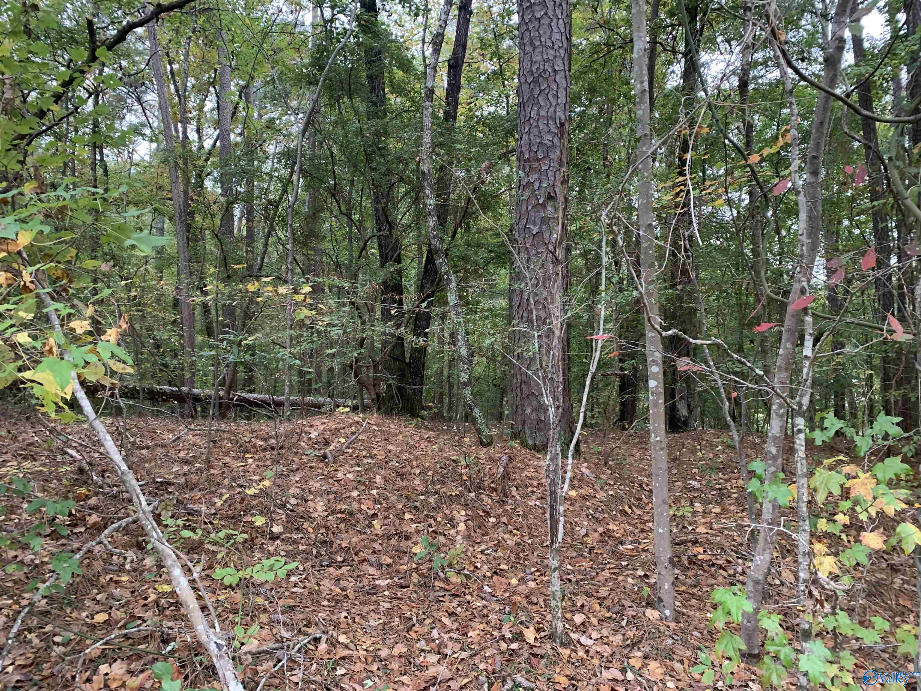 0.69 Beech Hollow Lane