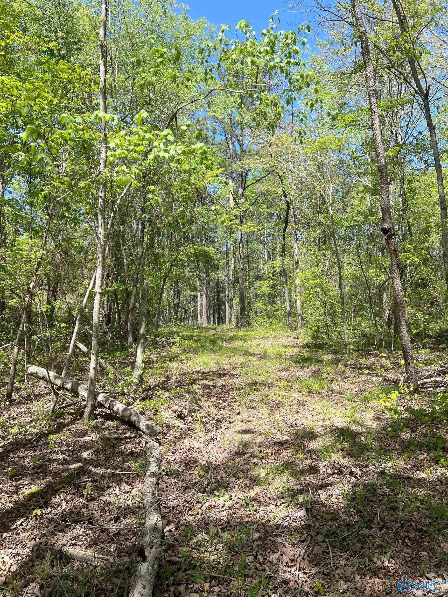 4319 County Road 76, Danville, Alabama image 16