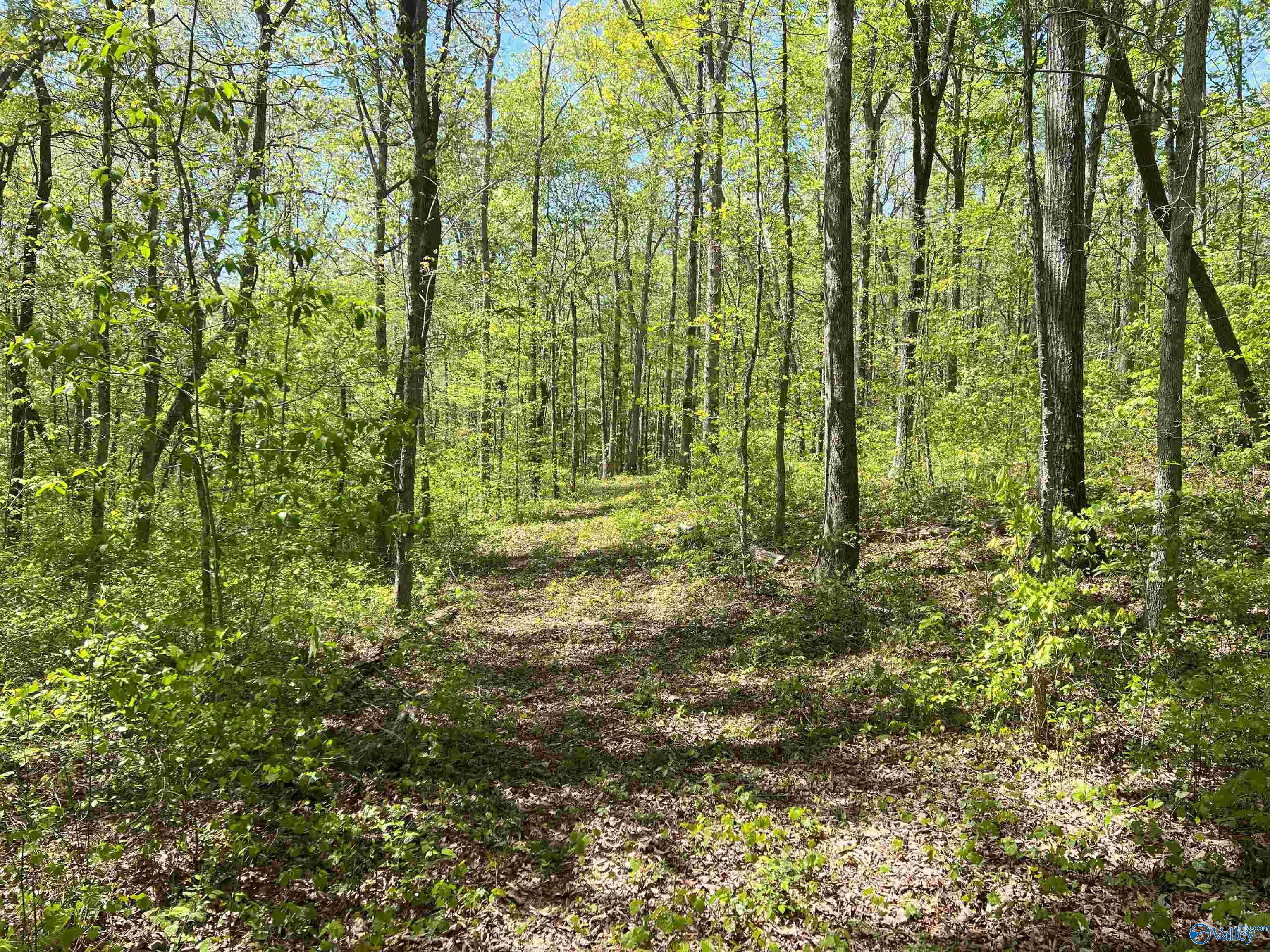 4319 County Road 76, Danville, Alabama image 13