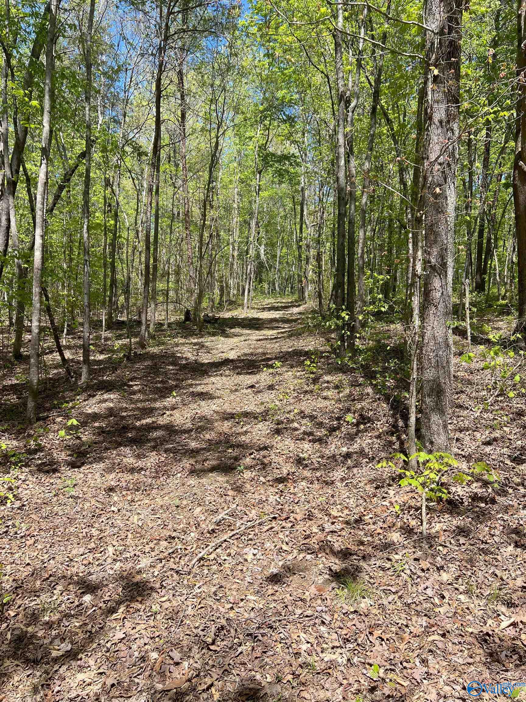 4319 County Road 76, Danville, Alabama image 15