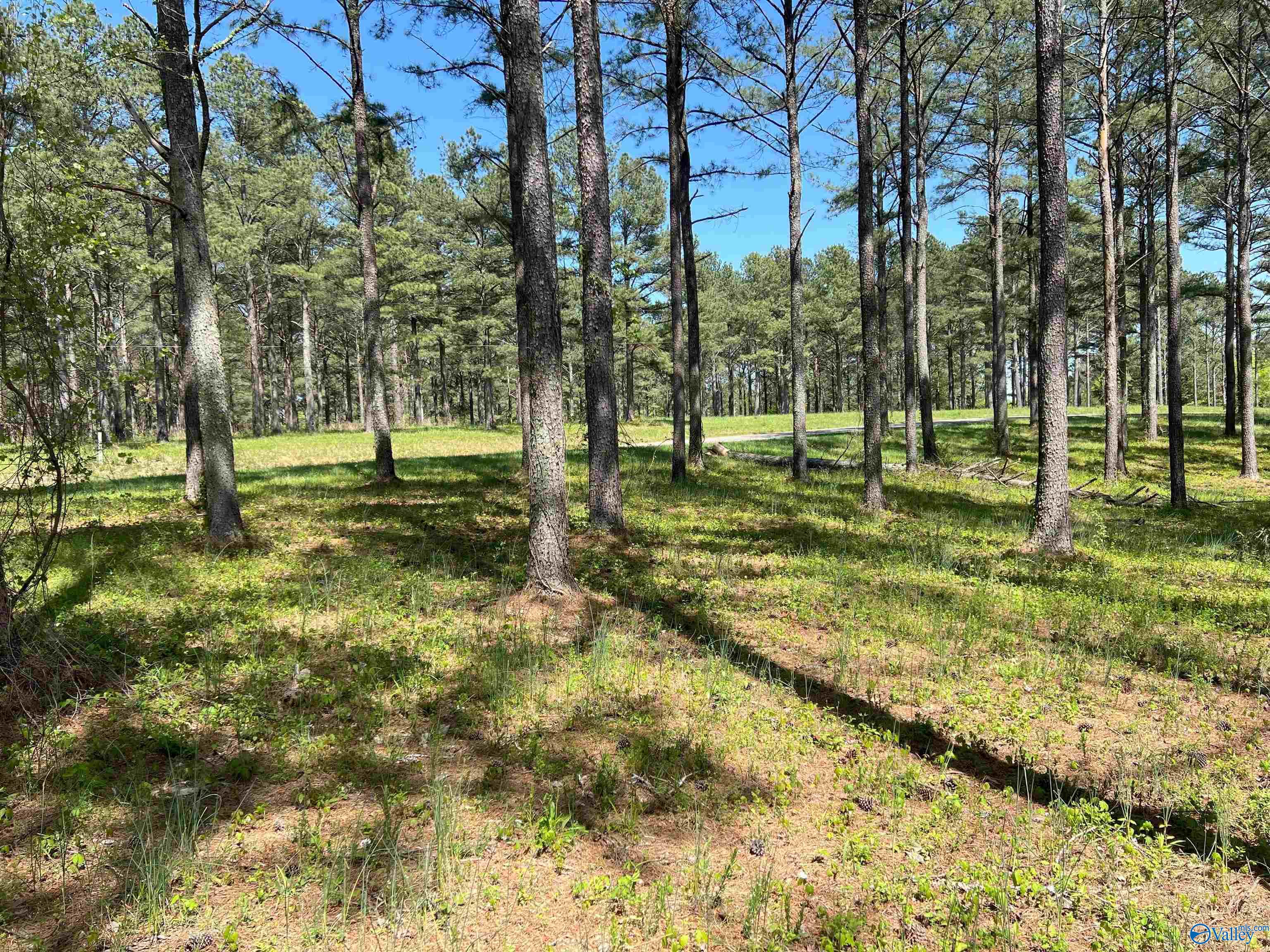 4319 County Road 76, Danville, Alabama image 17