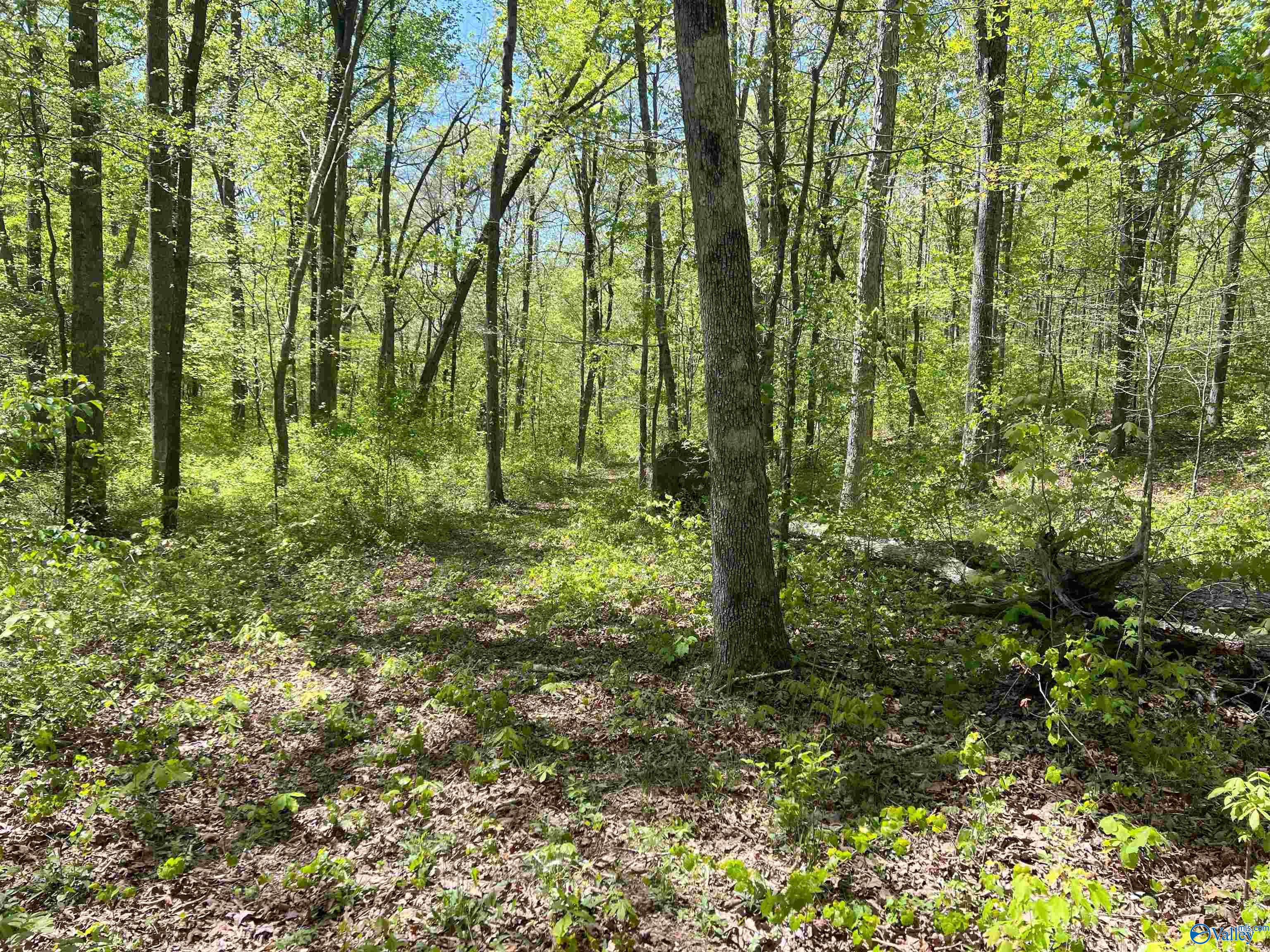 4319 County Road 76, Danville, Alabama image 11
