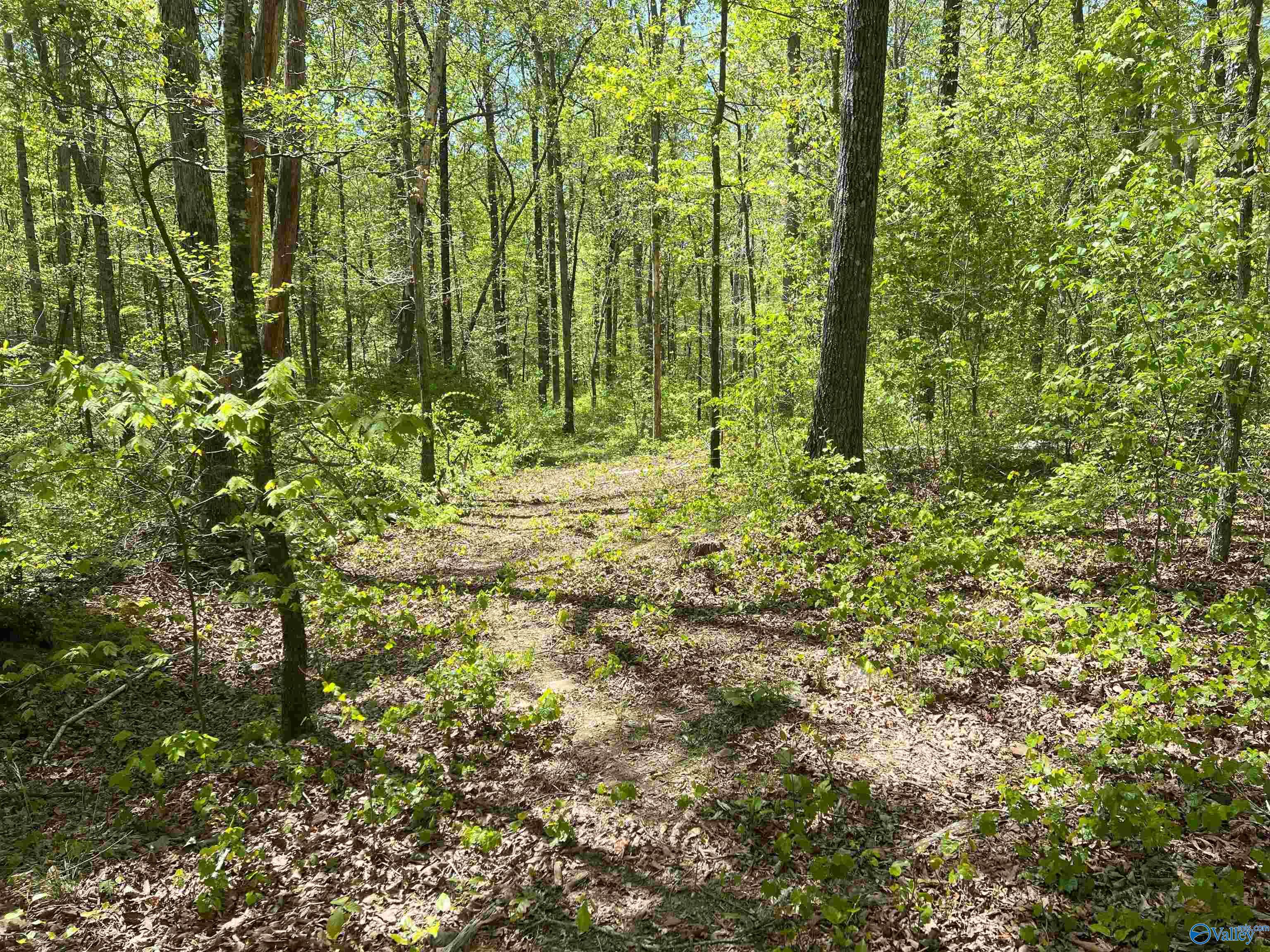 4319 County Road 76, Danville, Alabama image 10