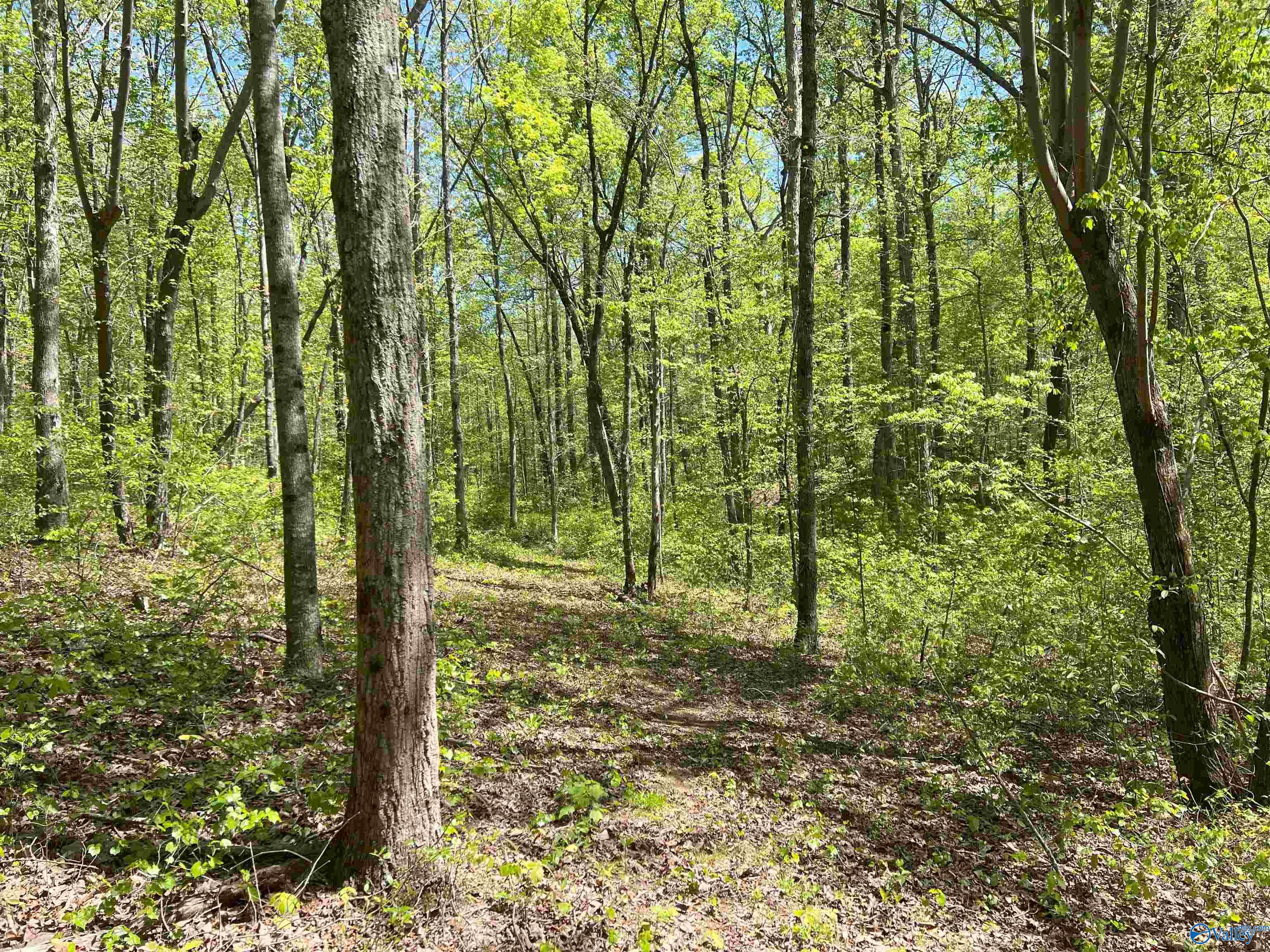 4319 County Road 76, Danville, Alabama image 14