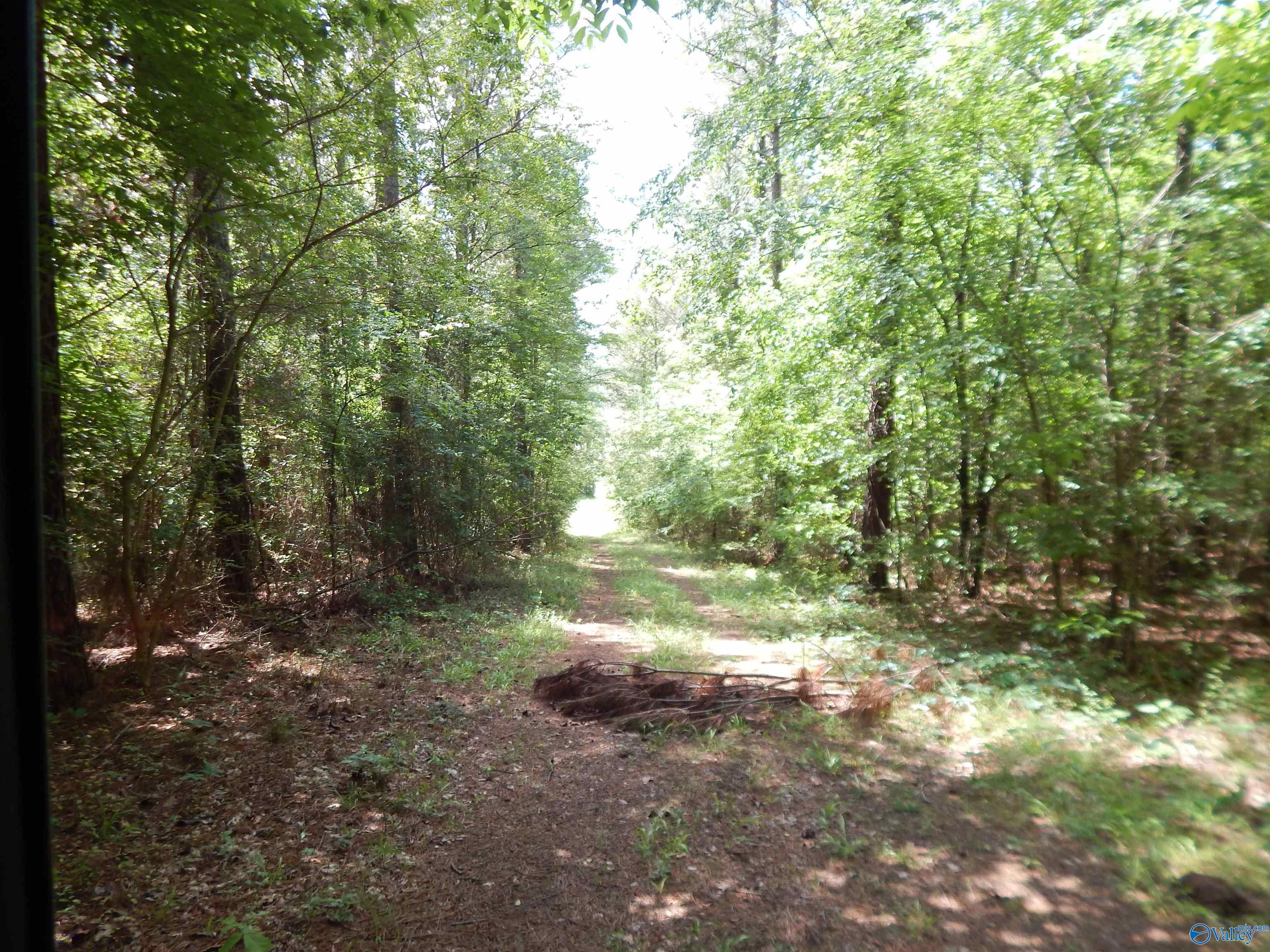 80 Acres County Road 29, Piedmont, Alabama image 30