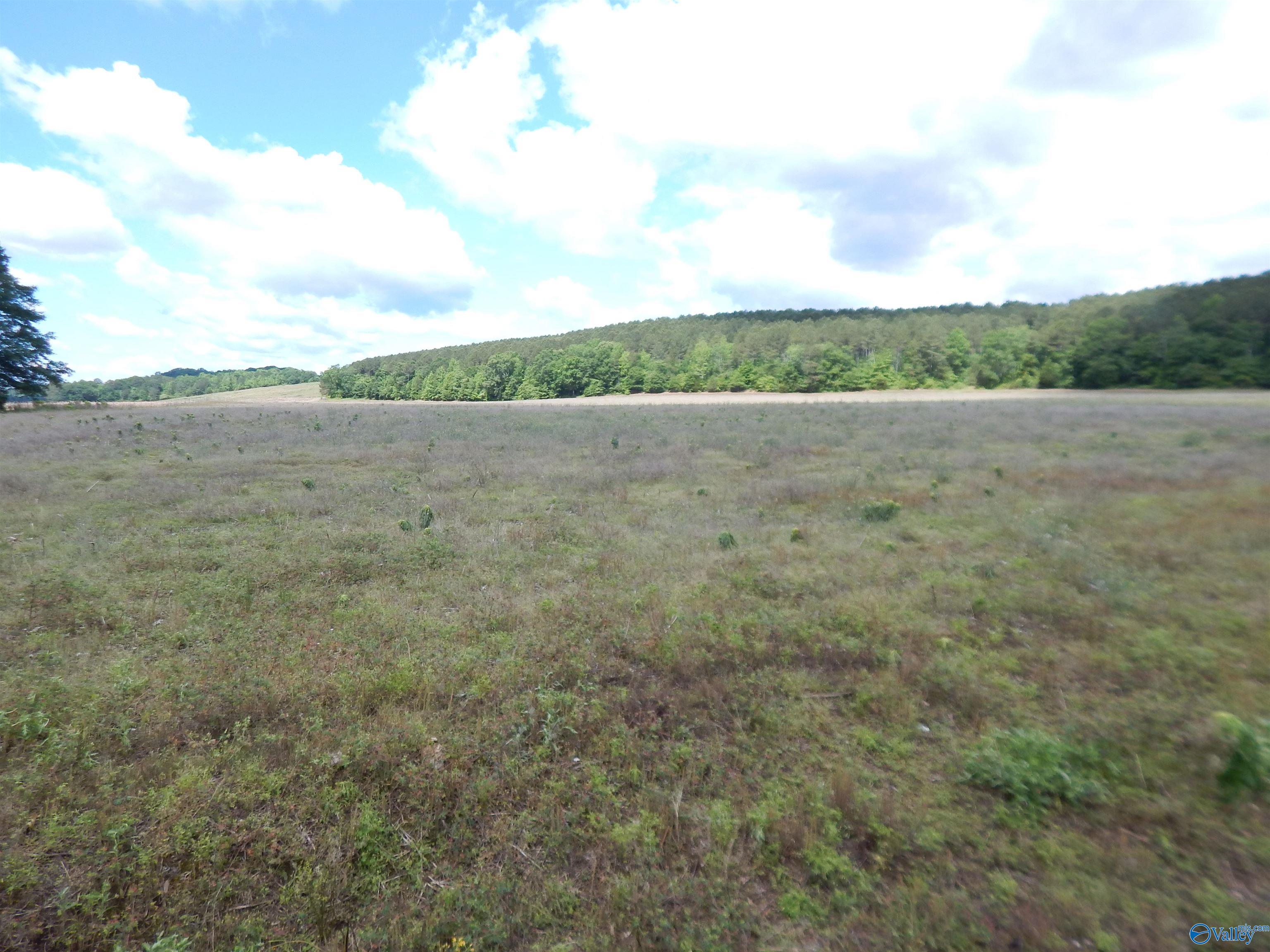80 Acres County Road 29, Piedmont, Alabama image 11