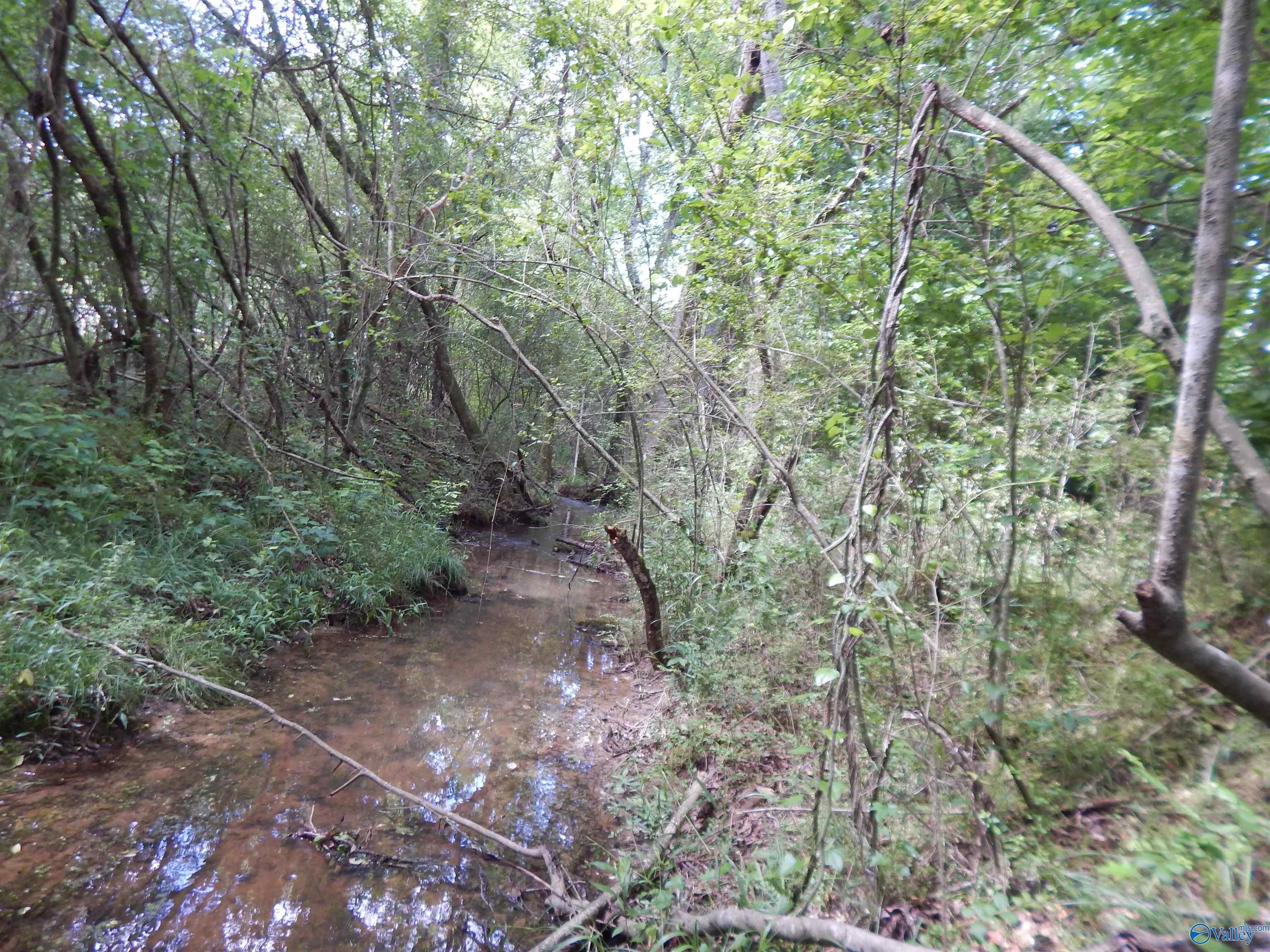80 Acres County Road 29, Piedmont, Alabama image 8
