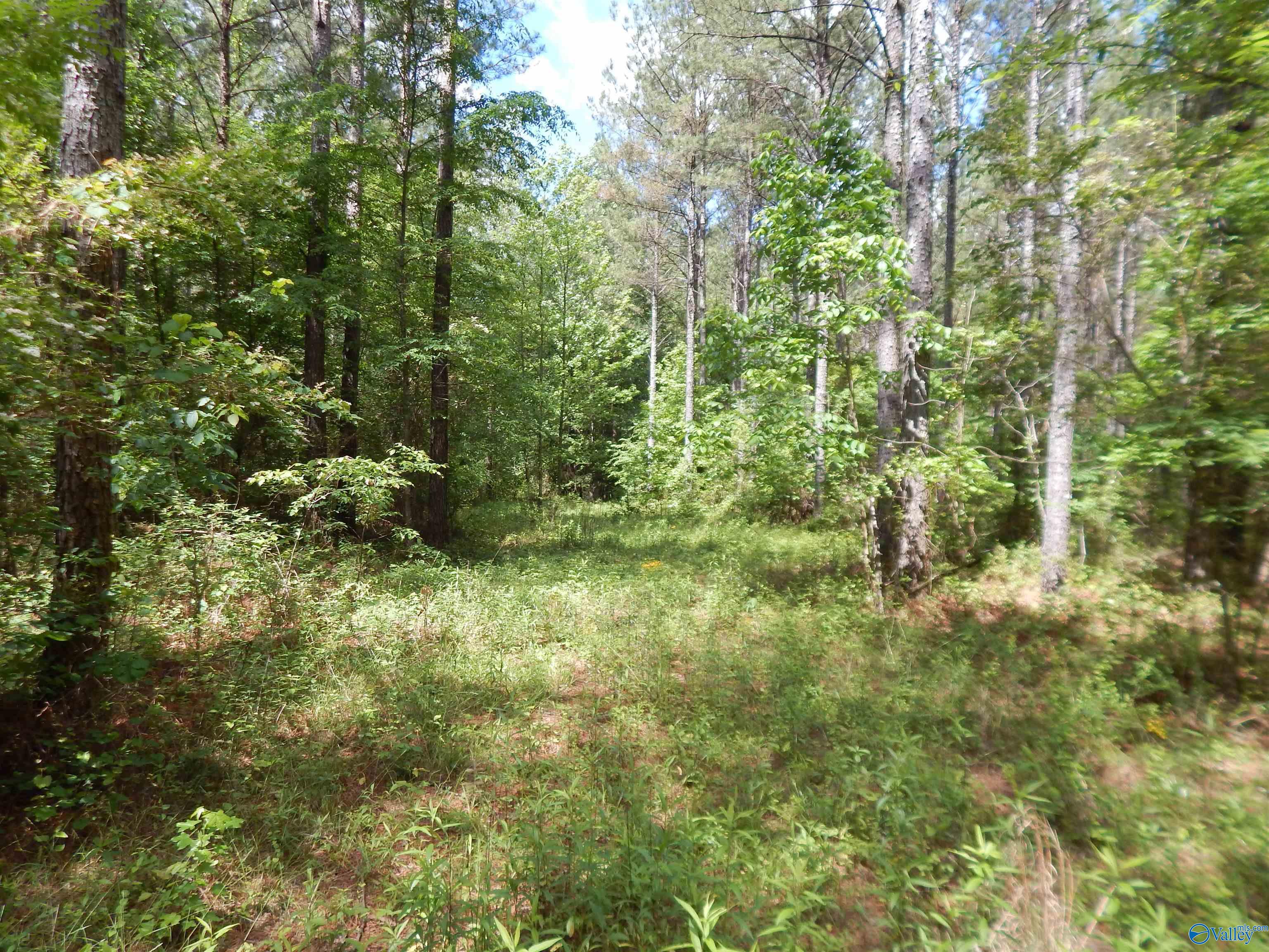 80 Acres County Road 29, Piedmont, Alabama image 24