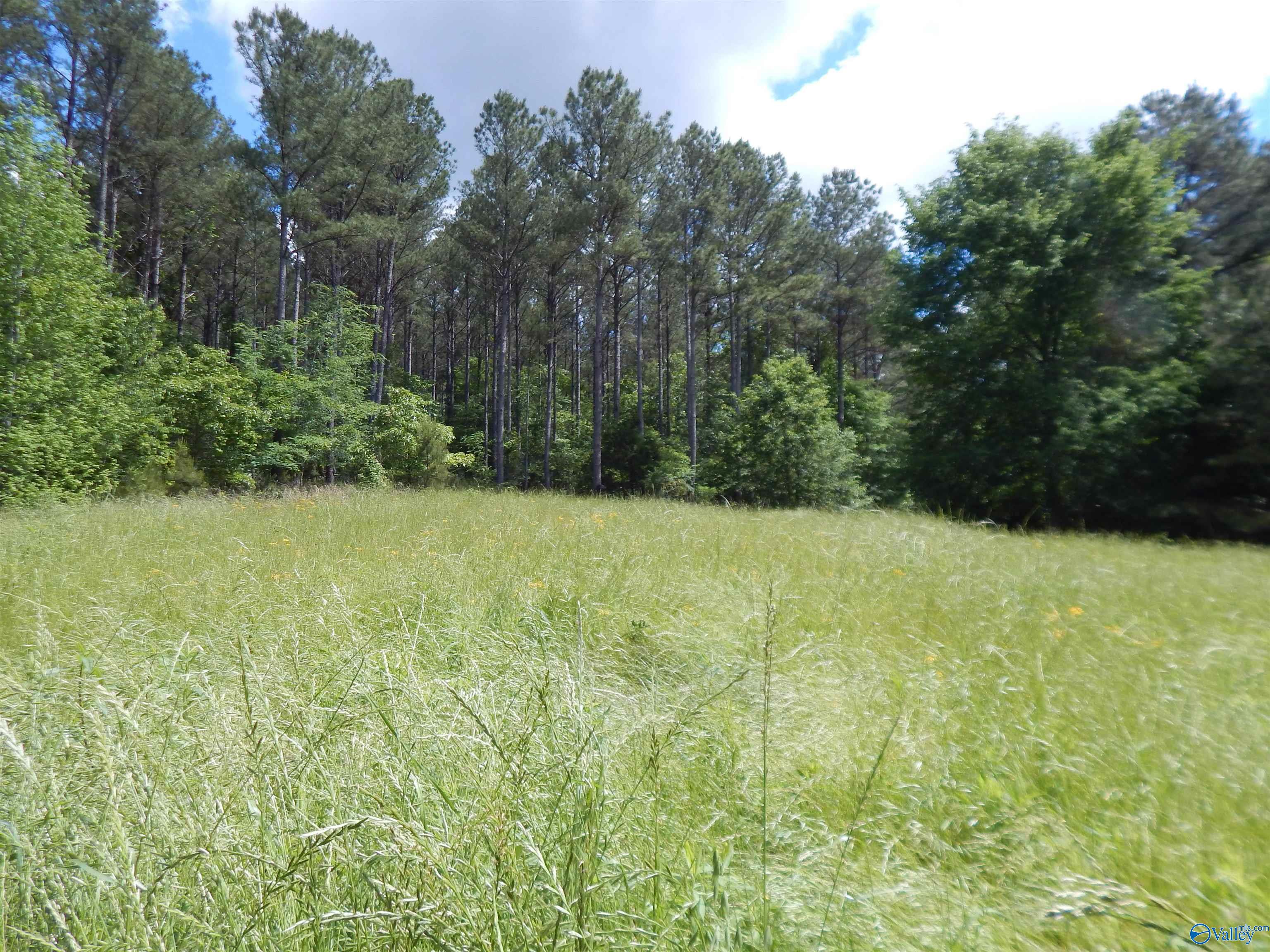 80 Acres County Road 29, Piedmont, Alabama image 15