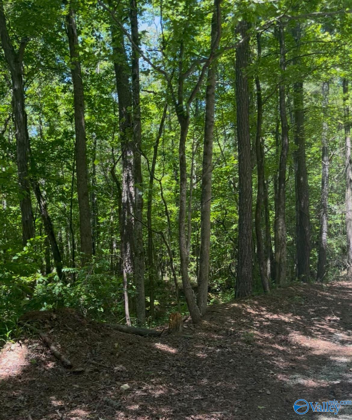 5 Acres Owls Hollow Road, Gadsden, Alabama image 3