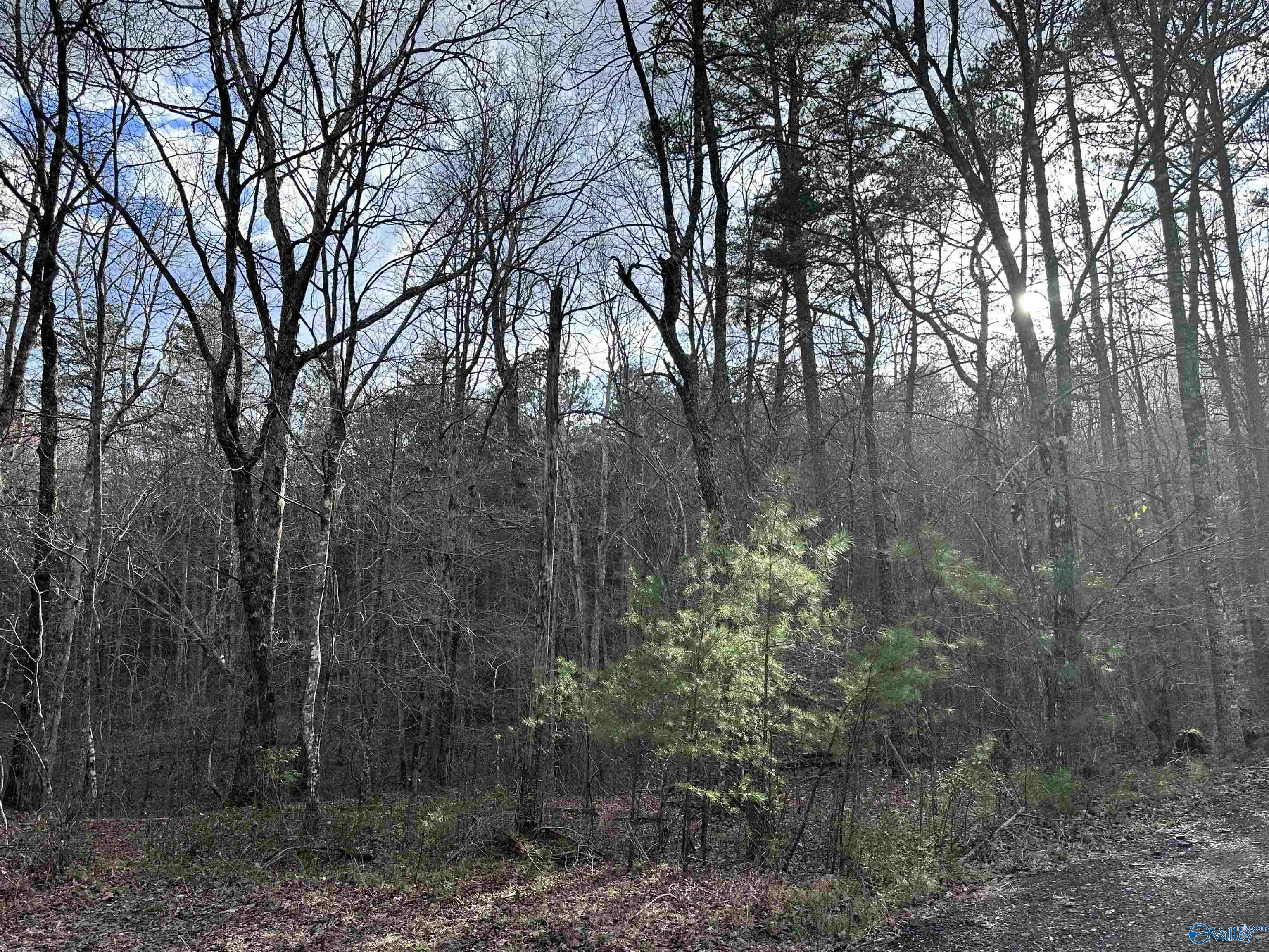 11 Road 903, Mentone, Alabama image 4