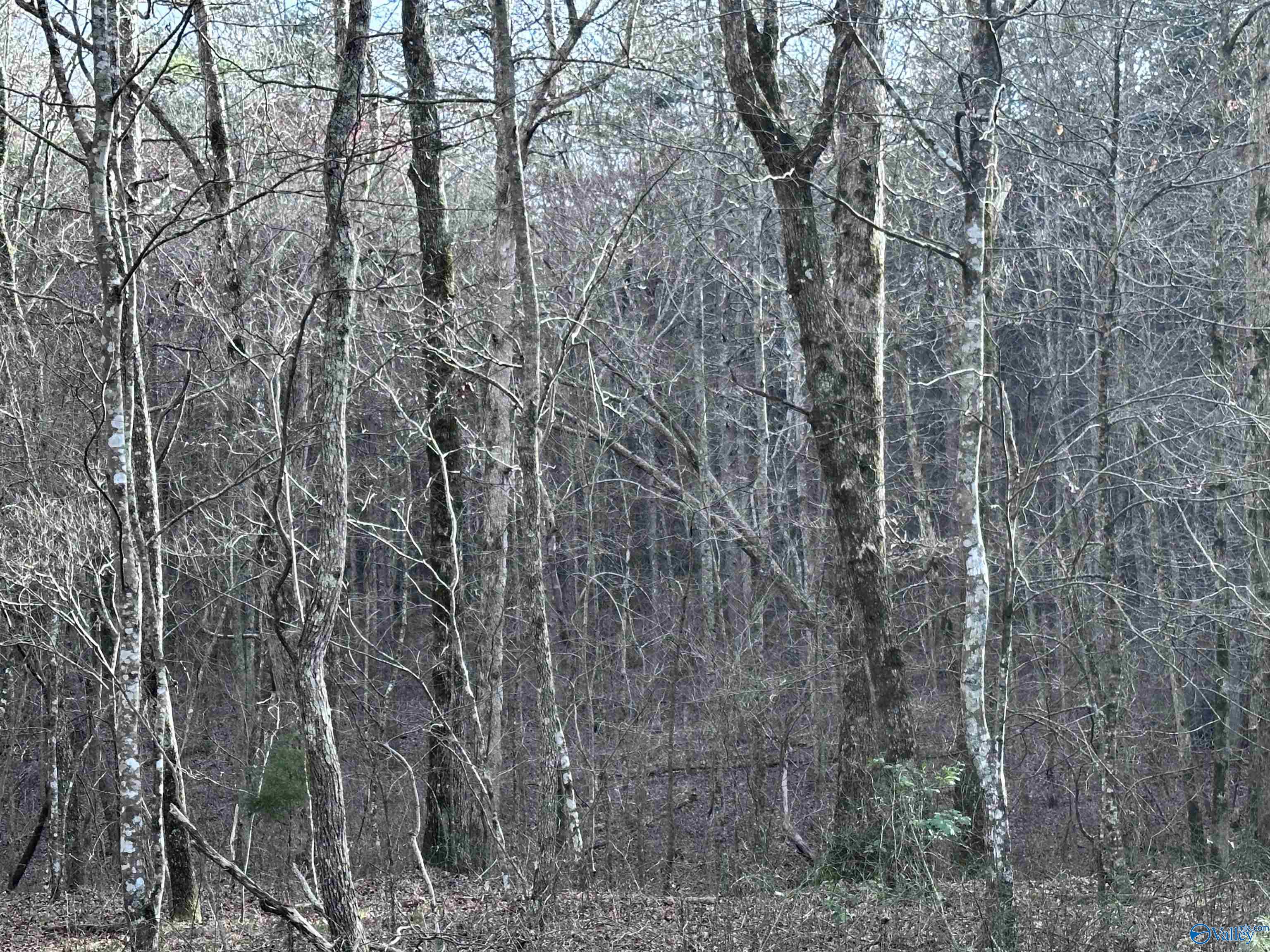 11 Road 903, Mentone, Alabama image 6