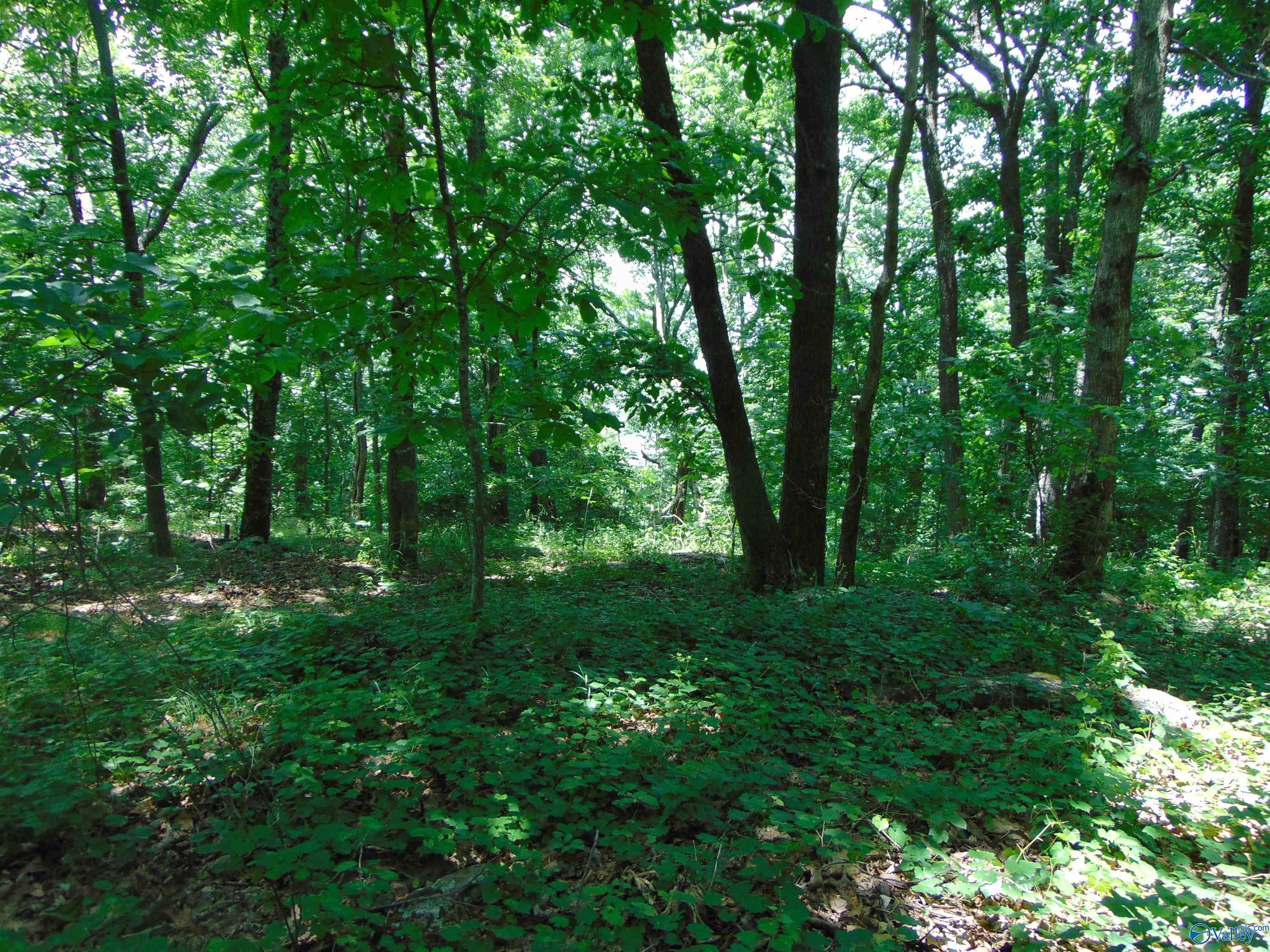 Lot 21 County Road 89, Mentone, Alabama image 3
