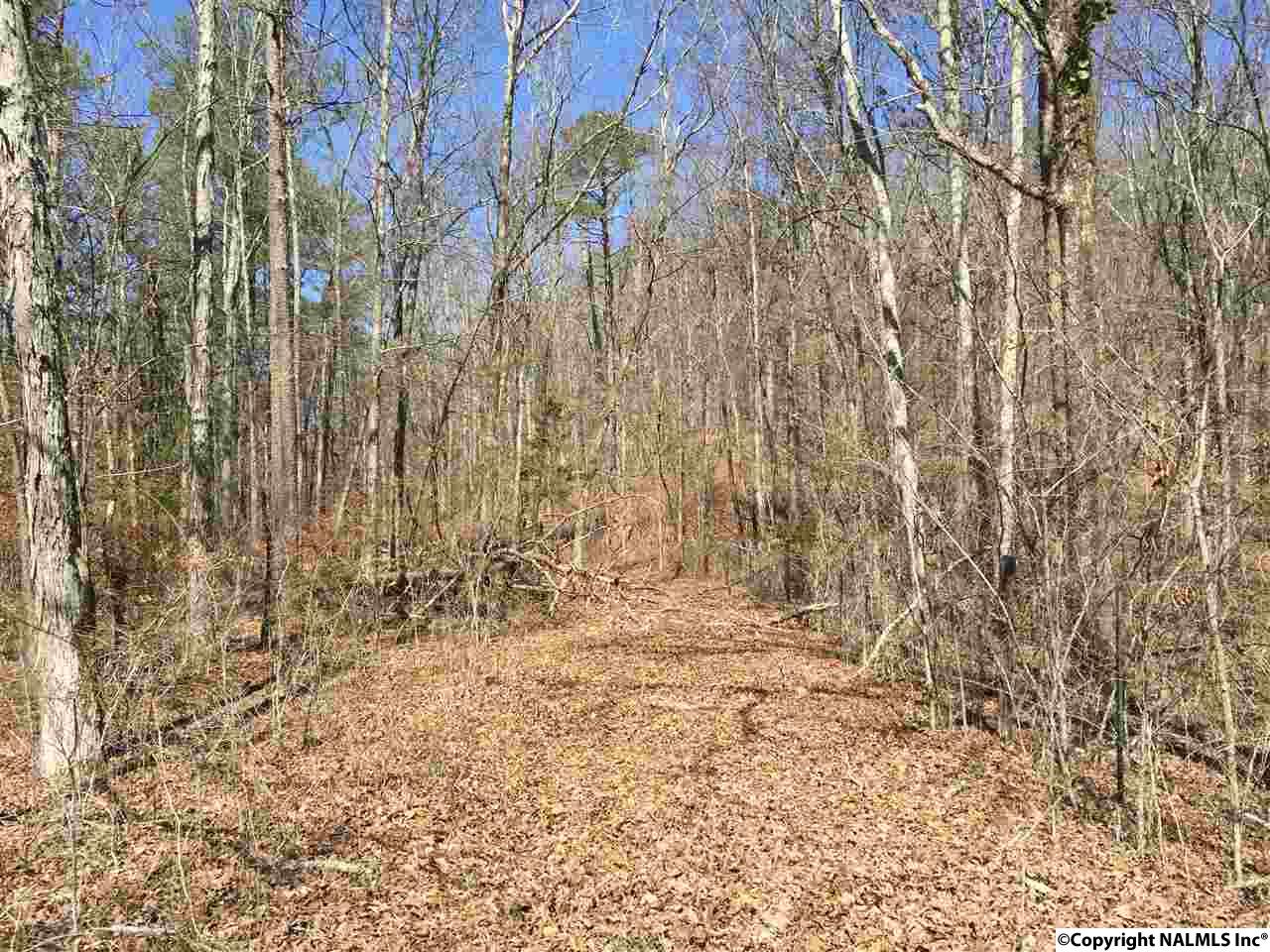 3.2 ACRES Northwoods Trail, Gadsden, Alabama image 7