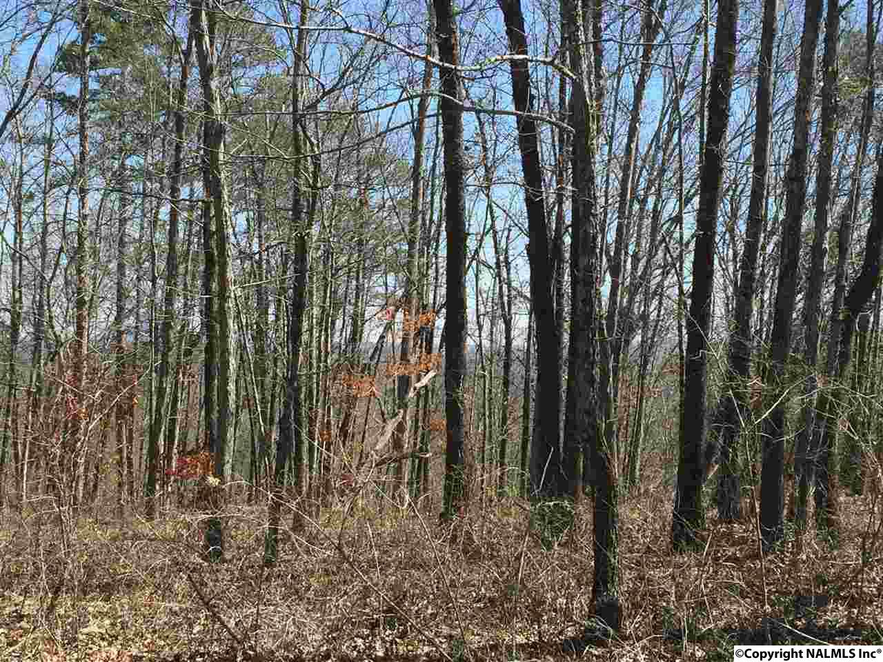 3.2 ACRES Northwoods Trail, Gadsden, Alabama image 8