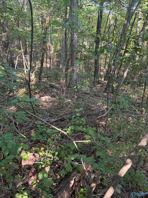Vacant Land For Sale - 1 Crooked Hill Private Drive<br/> Falkville, AL 35622