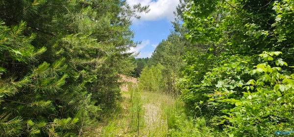 3RD ST NE AND COUNTY RD 27, SYLVANIA, AL 35988 - Image 34d26cdd268eb6f8565791cd7c8e18f1/1434906391