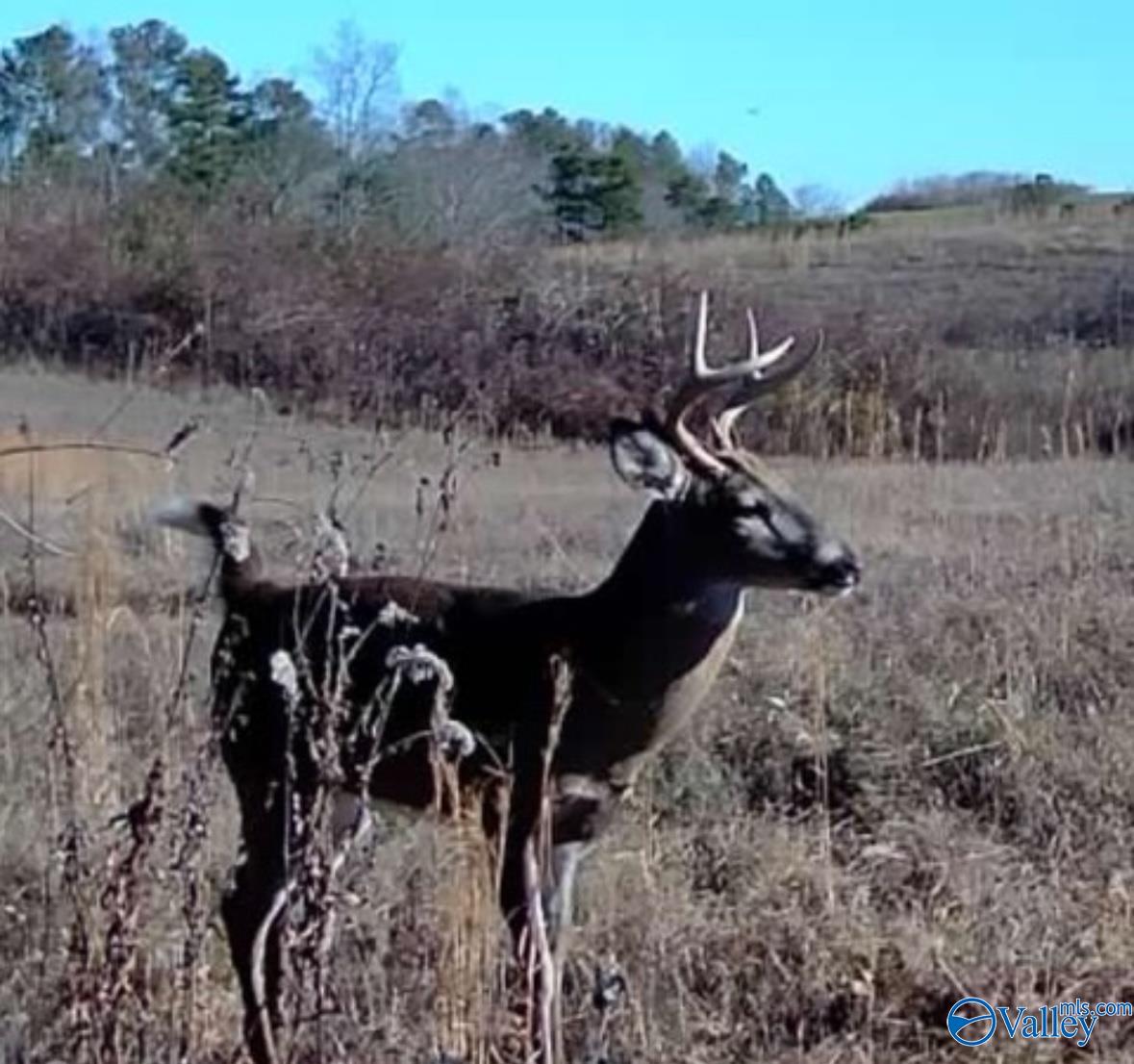 189 Acres Carnes Chapel Road, Attalla, Alabama image 11