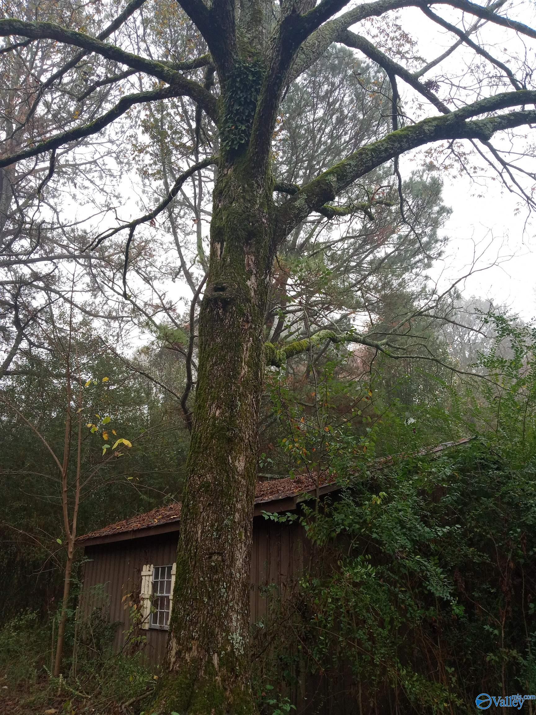 830 City Park Drive, Arab, Alabama image 4