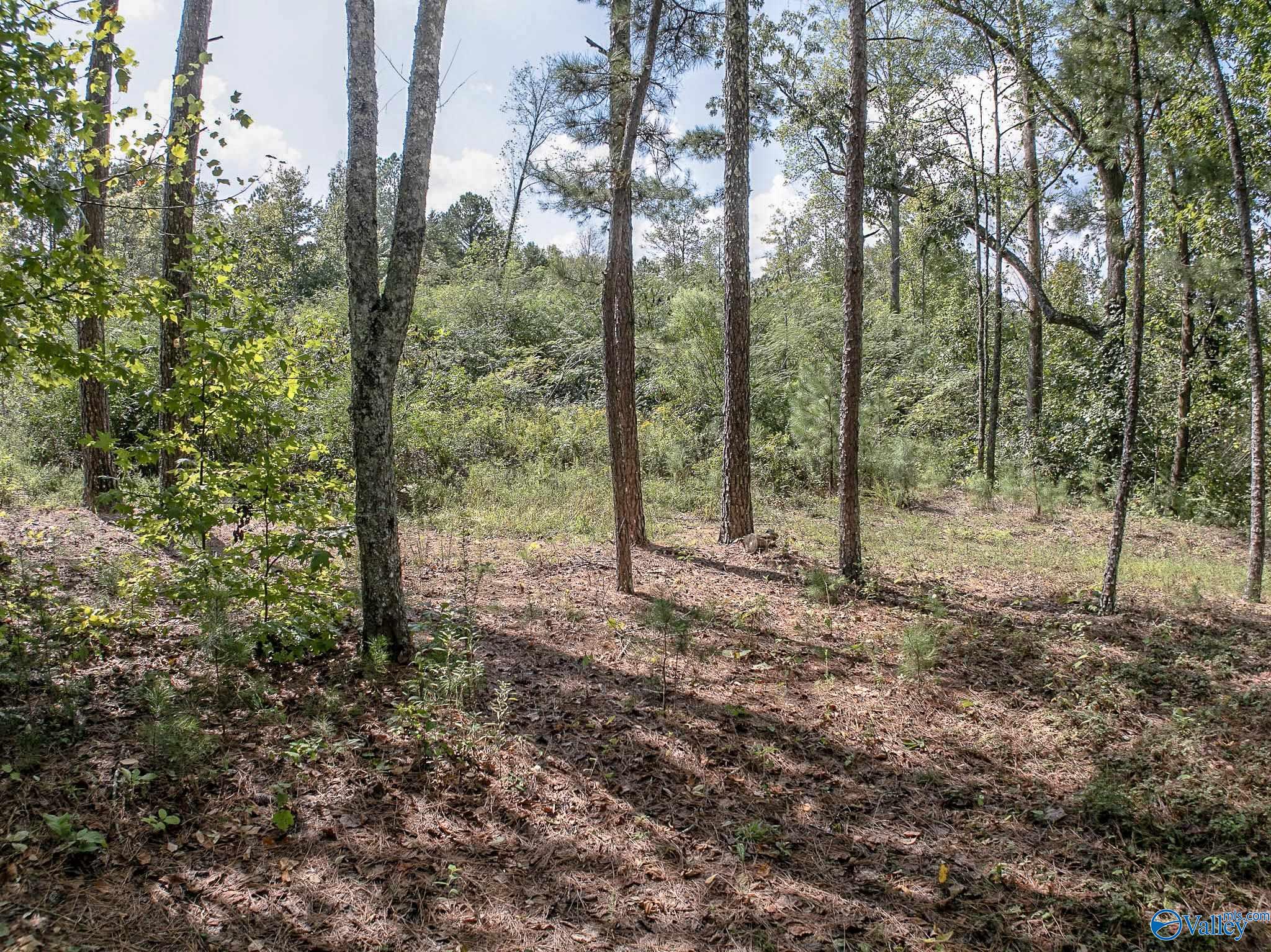 8.1 Acres Pine Trail, Altoona, Alabama image 3