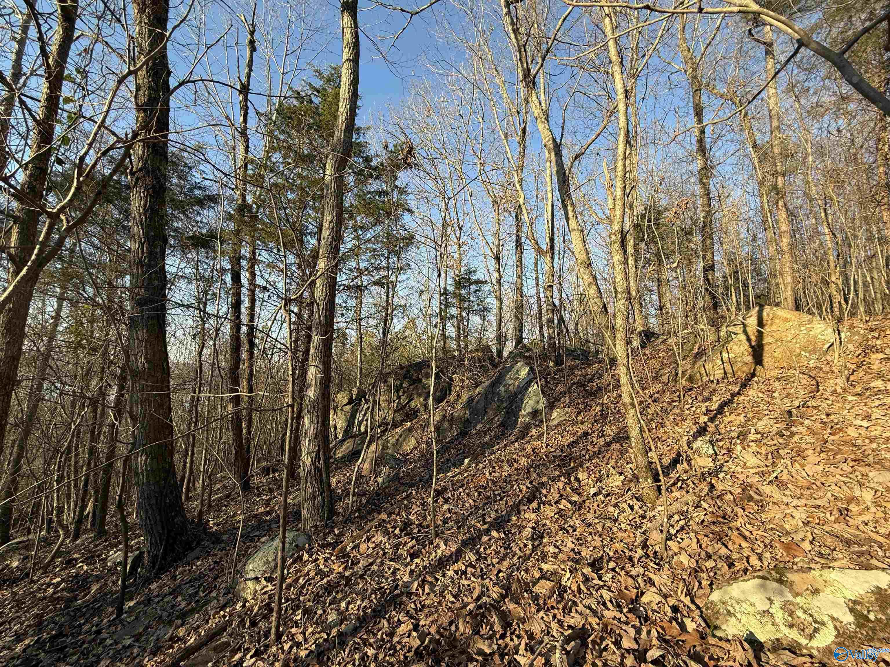 40 Acres County Road 67, Section, Alabama image 8