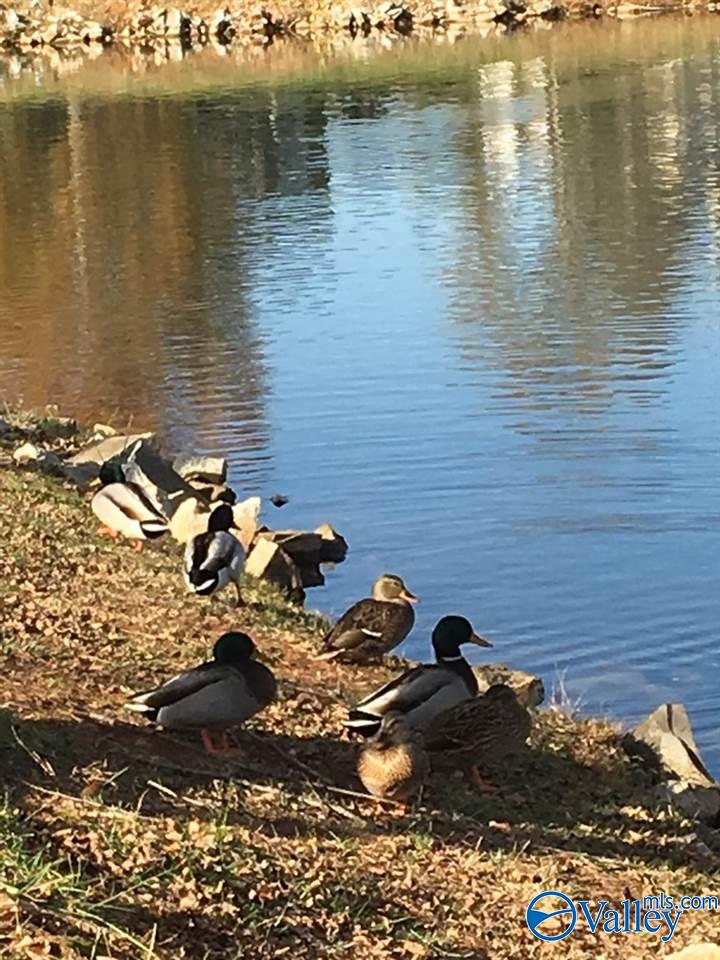 Madison, Alabama 35758, United States, 4 Bedrooms Bedrooms, ,3 BathroomsBathrooms,Residential,Active,247302