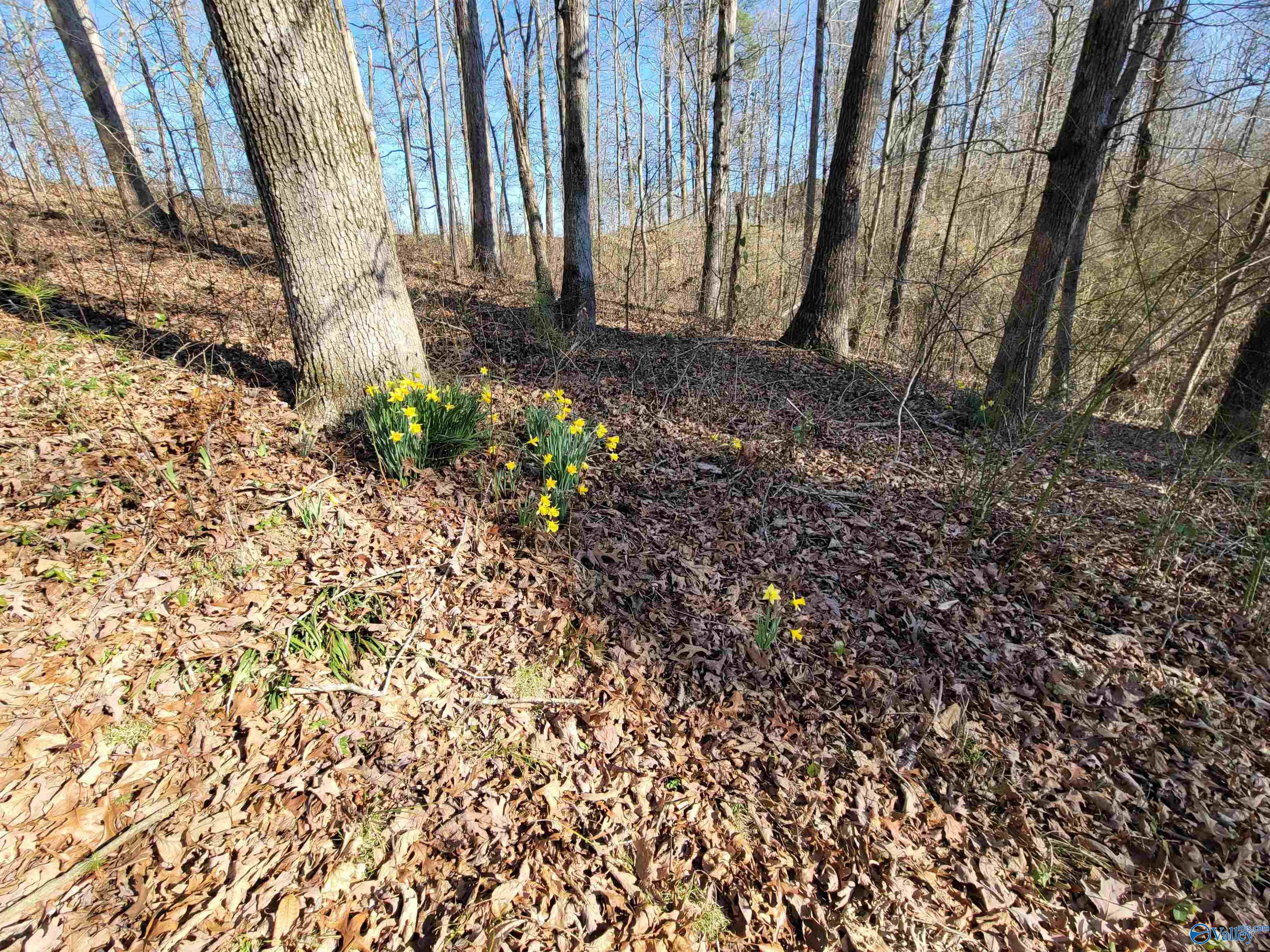 437 O Z Davis Road, Eva, Alabama image 26