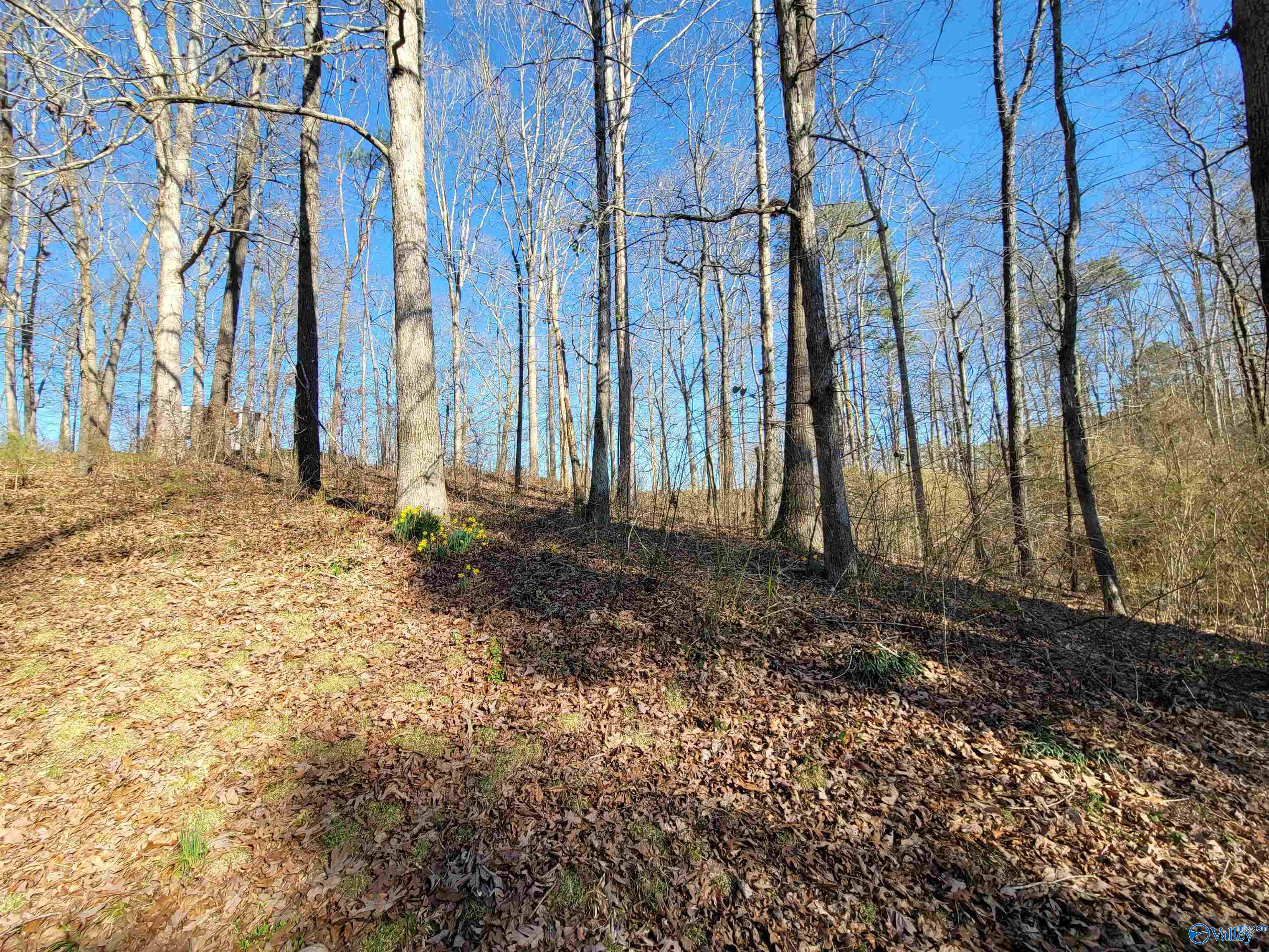 437 O Z Davis Road, Eva, Alabama image 27