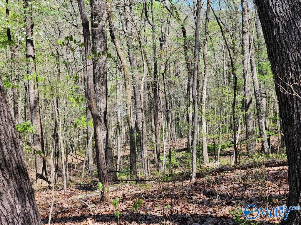 59 Acres Horse Cove Road, Gurley, Alabama image 2