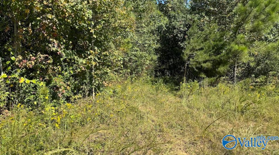 68 Acres County Road 223, Collinsville, Alabama image 12