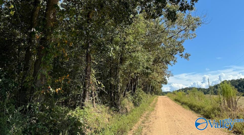 68 Acres County Road 223, Collinsville, Alabama image 10