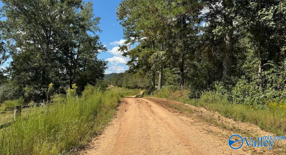 68 Acres County Road 223, Collinsville, Alabama image 9