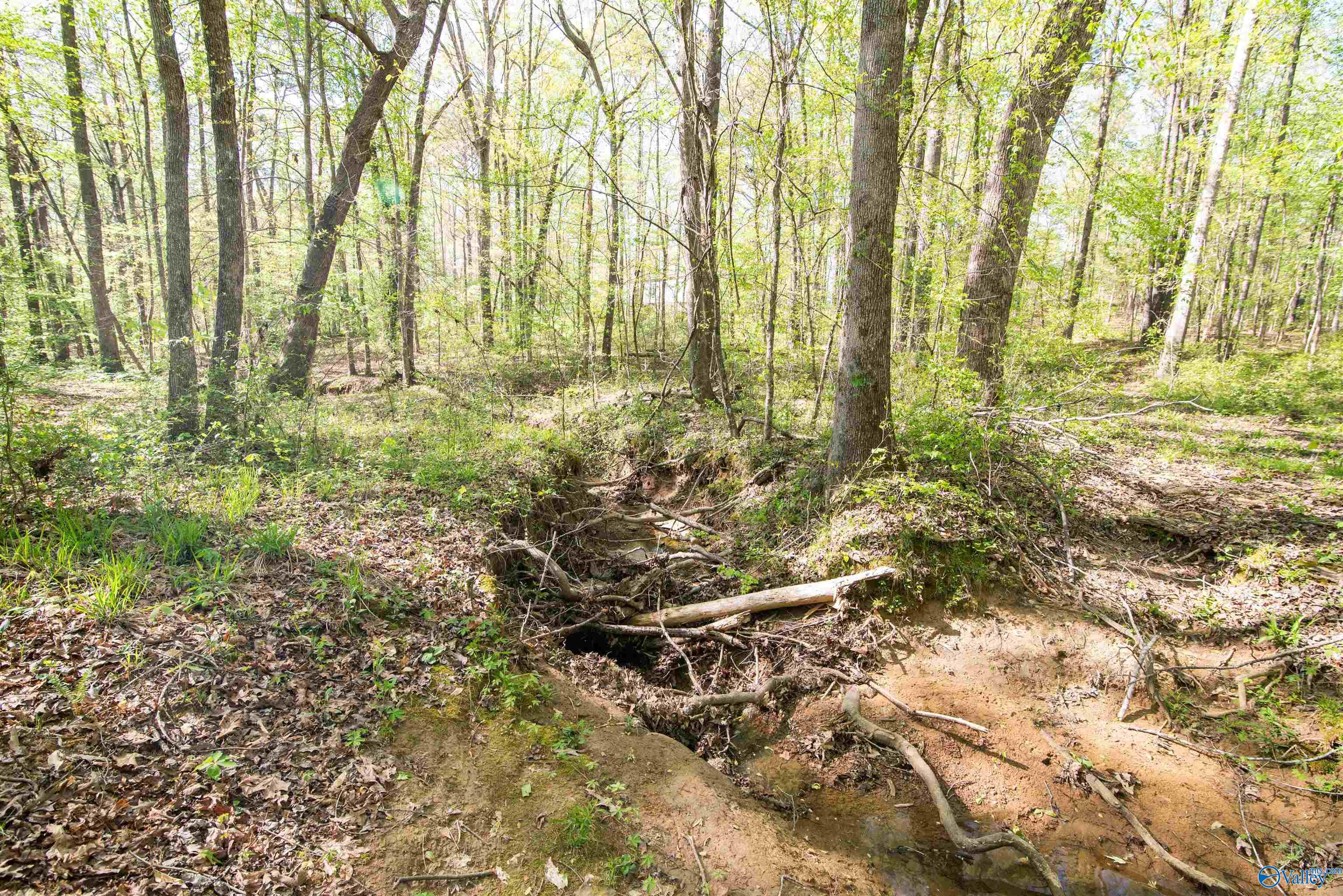 LOT 28 County Road 279, Moulton, Alabama image 12