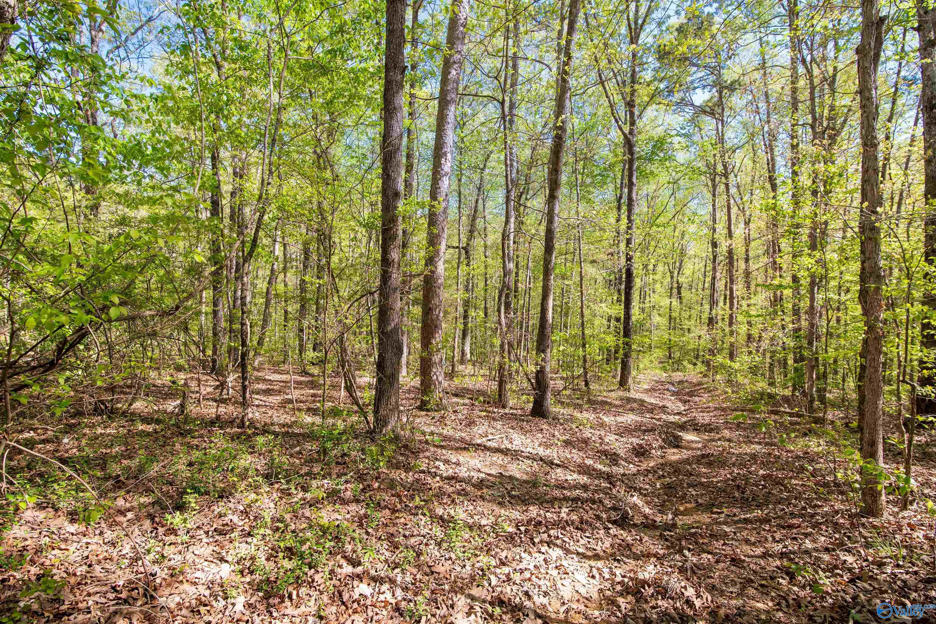 LOT 28 County Road 279, Moulton, Alabama image 1
