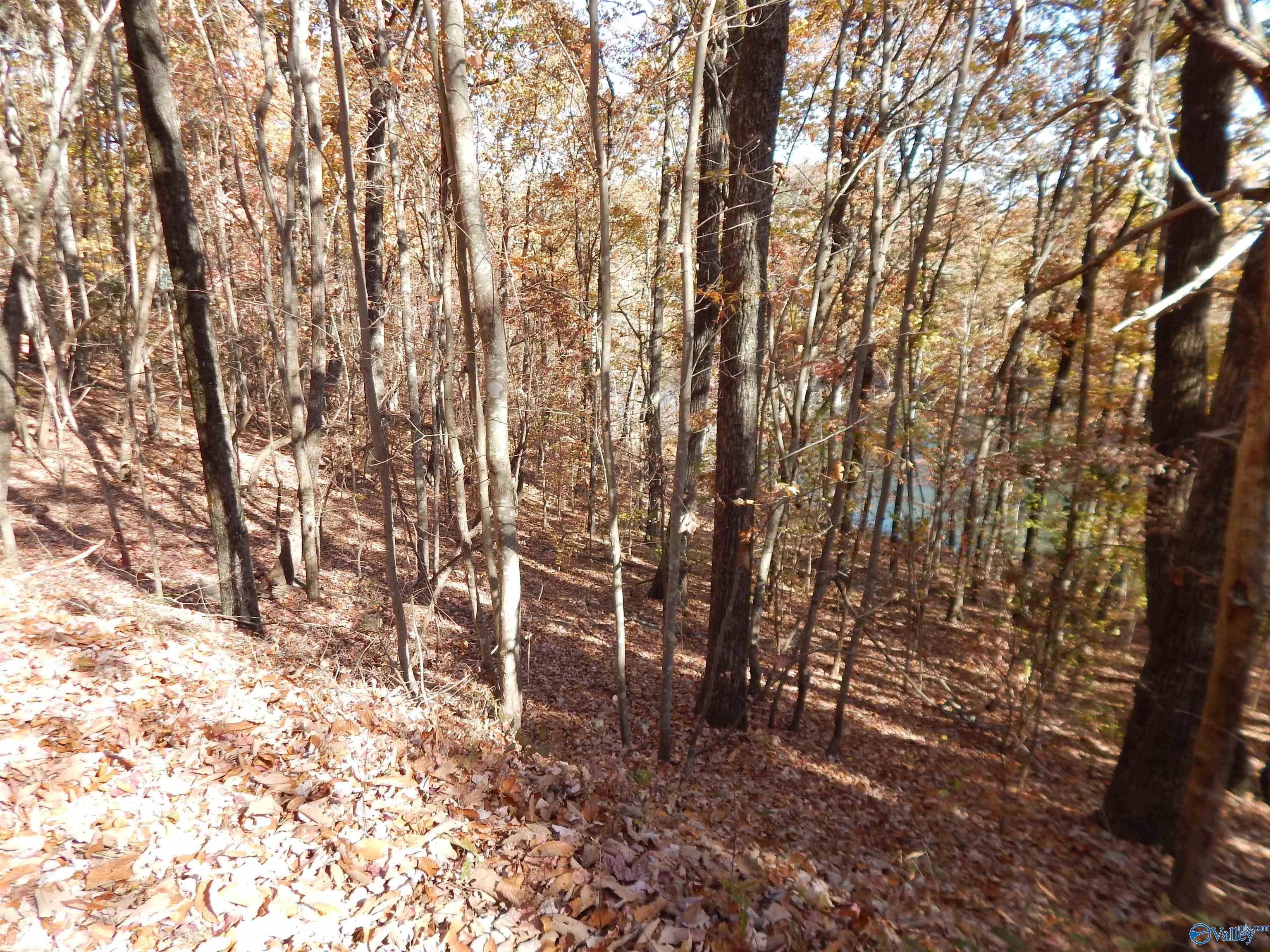 LOT 78 County Road 839, Mentone, Alabama image 17