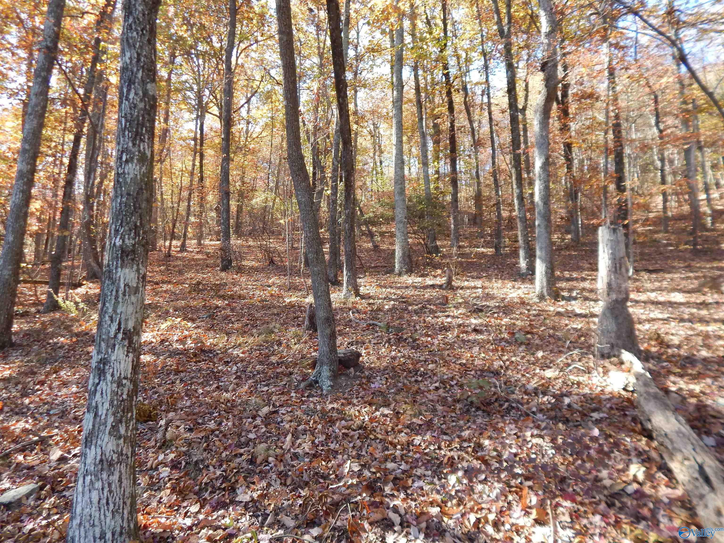 LOT 78 County Road 839, Mentone, Alabama image 9