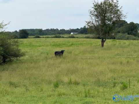 Vacant Land For Sale - 1470 Chamblee Mill Road<br/> Blount County, Blountsville, AL 35031