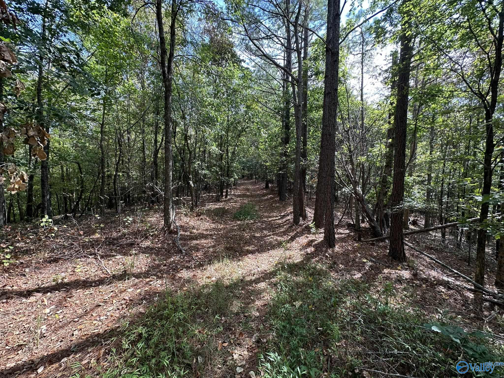 185 Acres Phillips Road, Waynesboro, Tennessee image 18