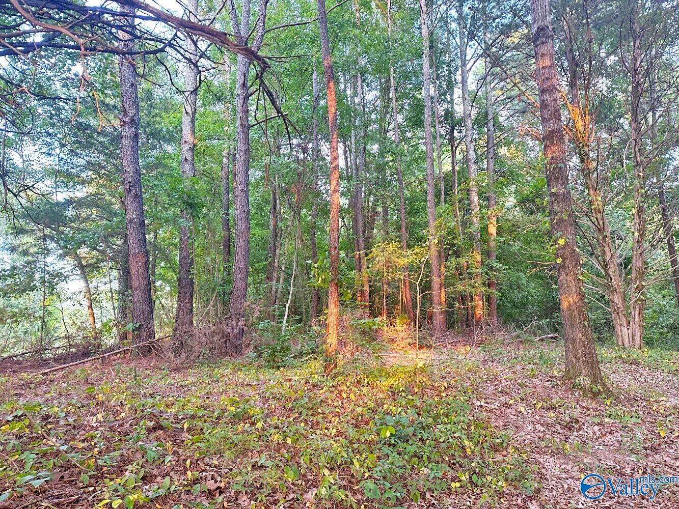 5 +/- Acres Chapel Hill Road, Decatur, Alabama image 8