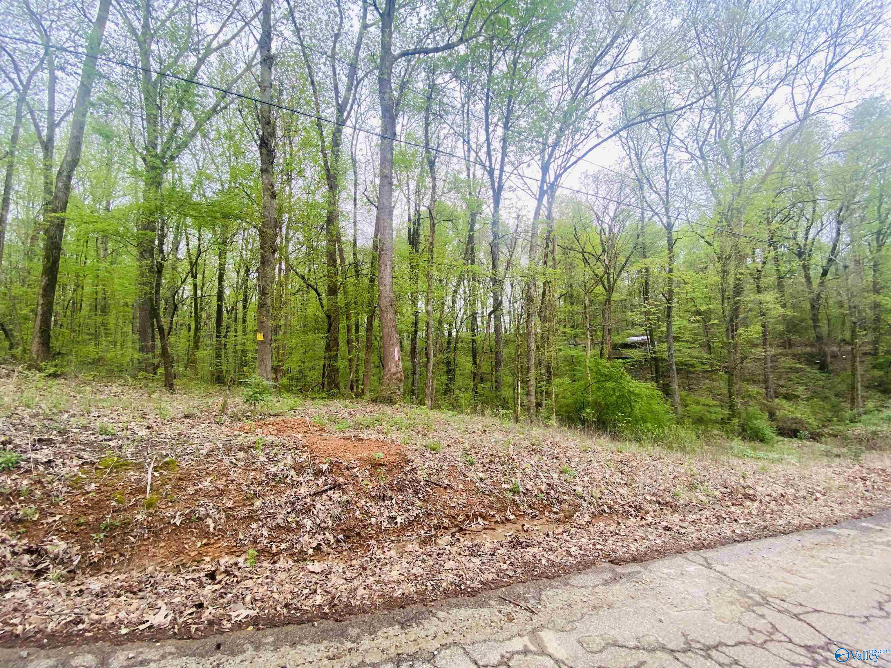12466 Beech Fork Lane, Athens, Alabama image 2